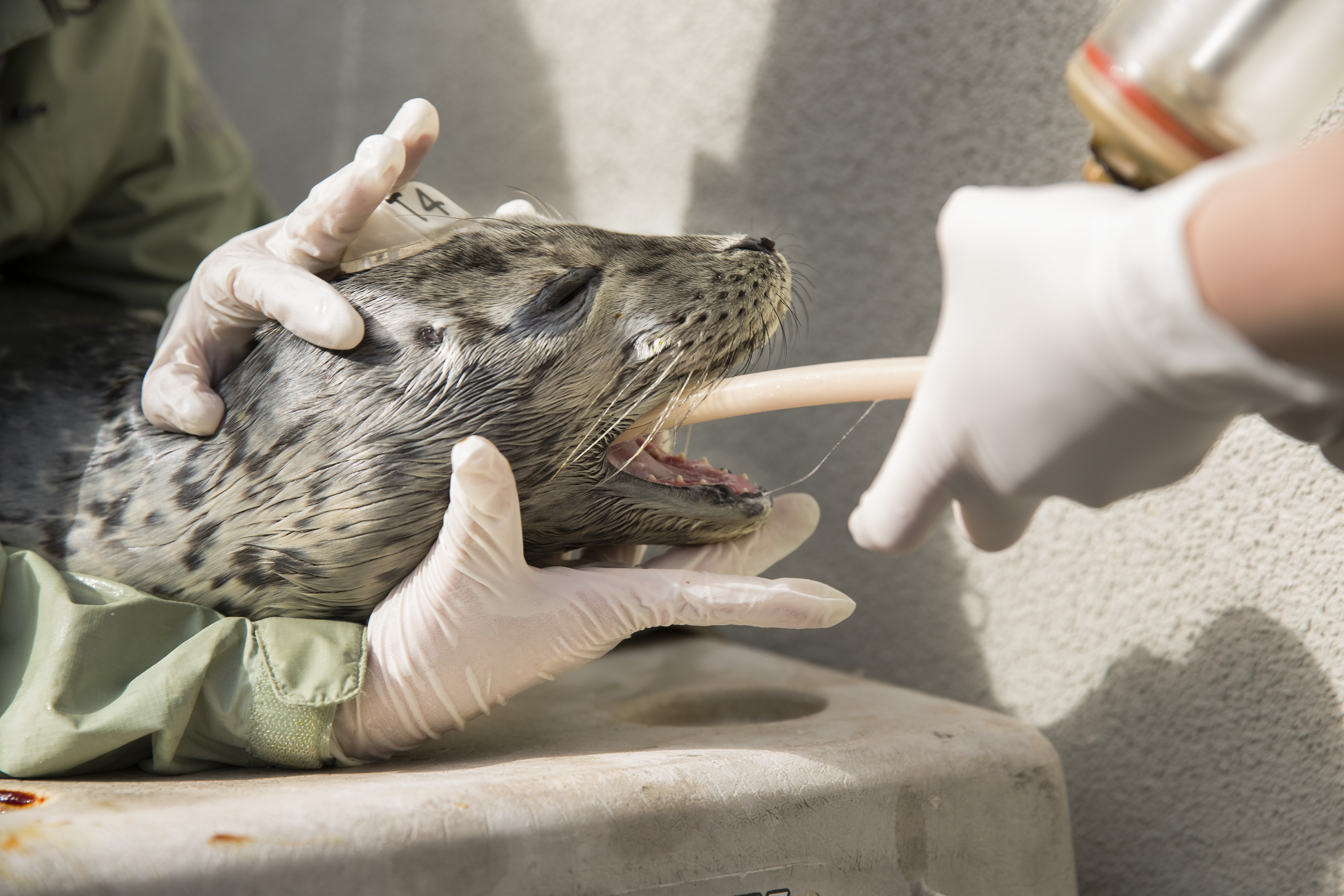 Volunteers tube-feed a malnourished harbor seal pup at the Marine Mammal Center in Marin County, Calif. on May 9, 2014.