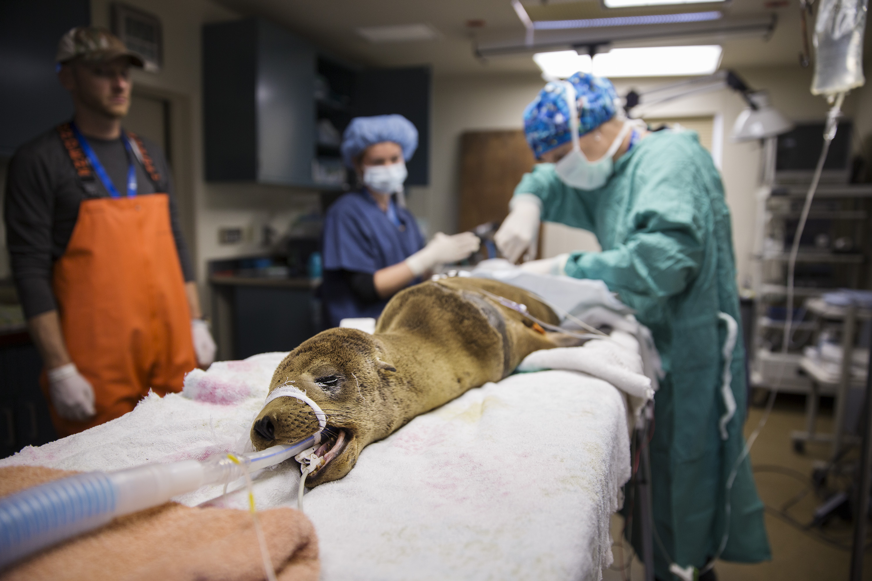 A California sea lion pup undergoes surgery for a lymph node abscess at the Marine Mammal Center in Marin County, Calif. on May 9, 2014.