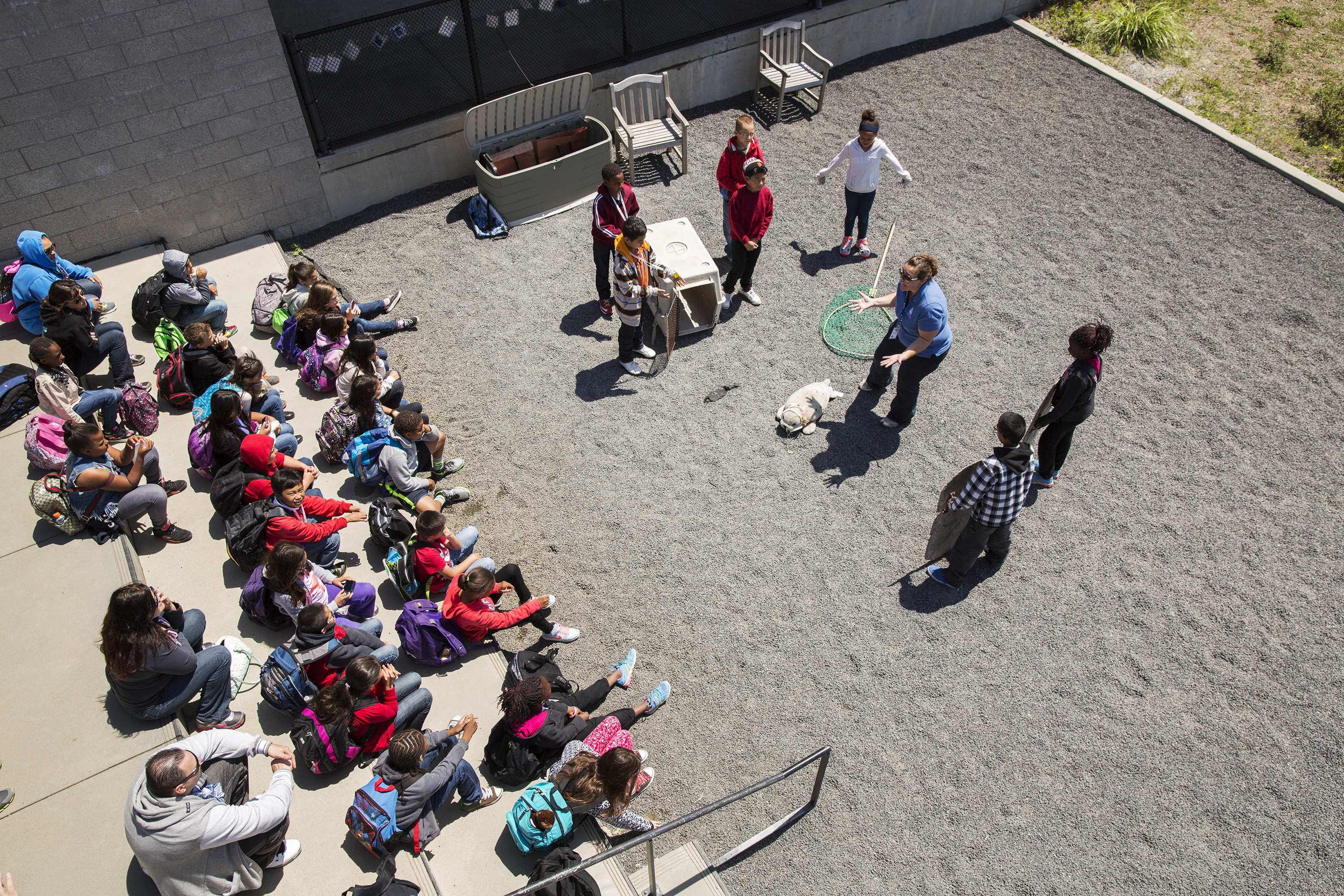 Students on a field trip  learn what to do if they find a stranded seal on the beach at the Marine Mammal Center in Marin County, Calif. on May 9, 2014.