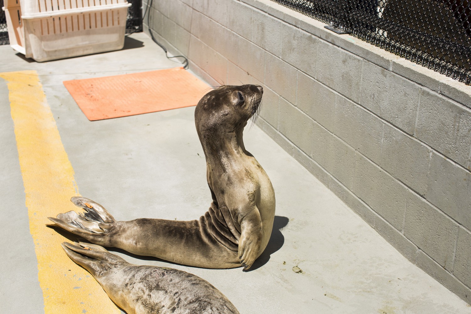 Sick Baby Seals Marine Mammal Center
