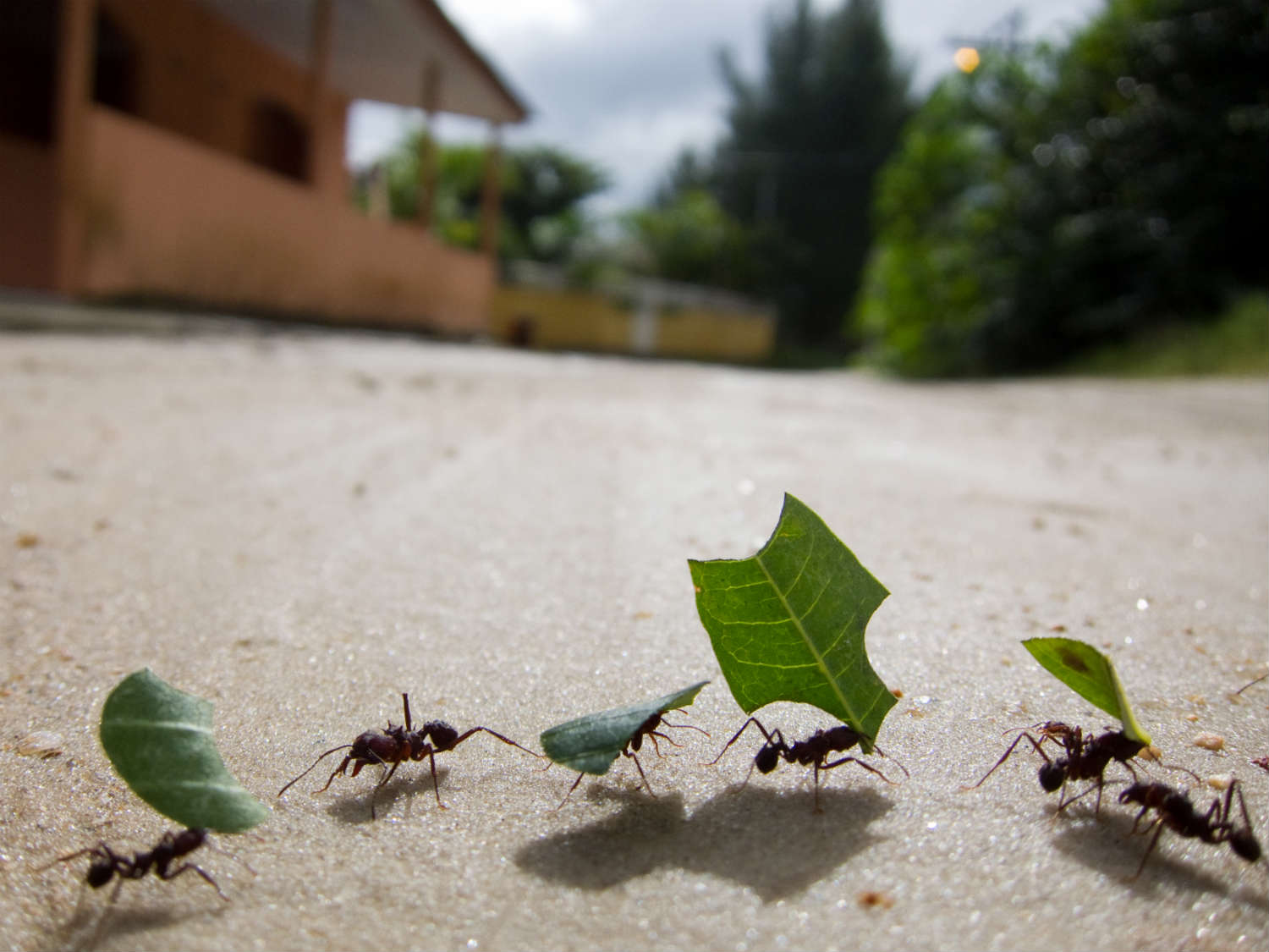 As a collective, ants are efficient and surprisingly intelligent (Moment Select via Getty Images)