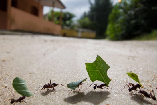 Ants carry leaves to their nest