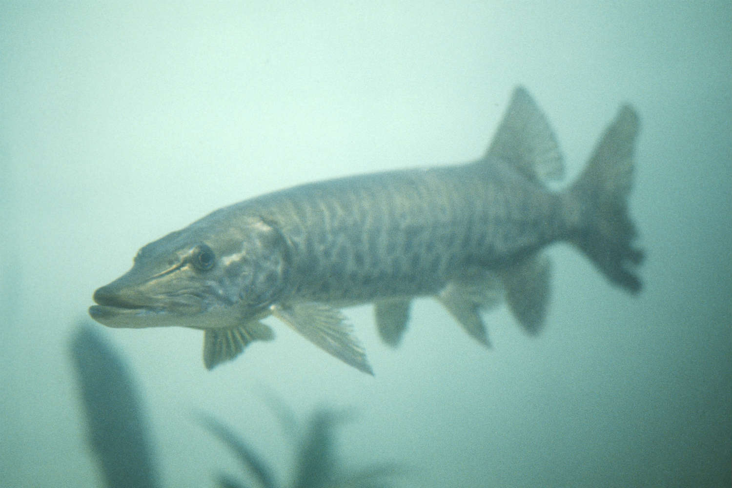 If you want to catch a muskie, try it during the full moon (Photo Researchers via Getty Images)