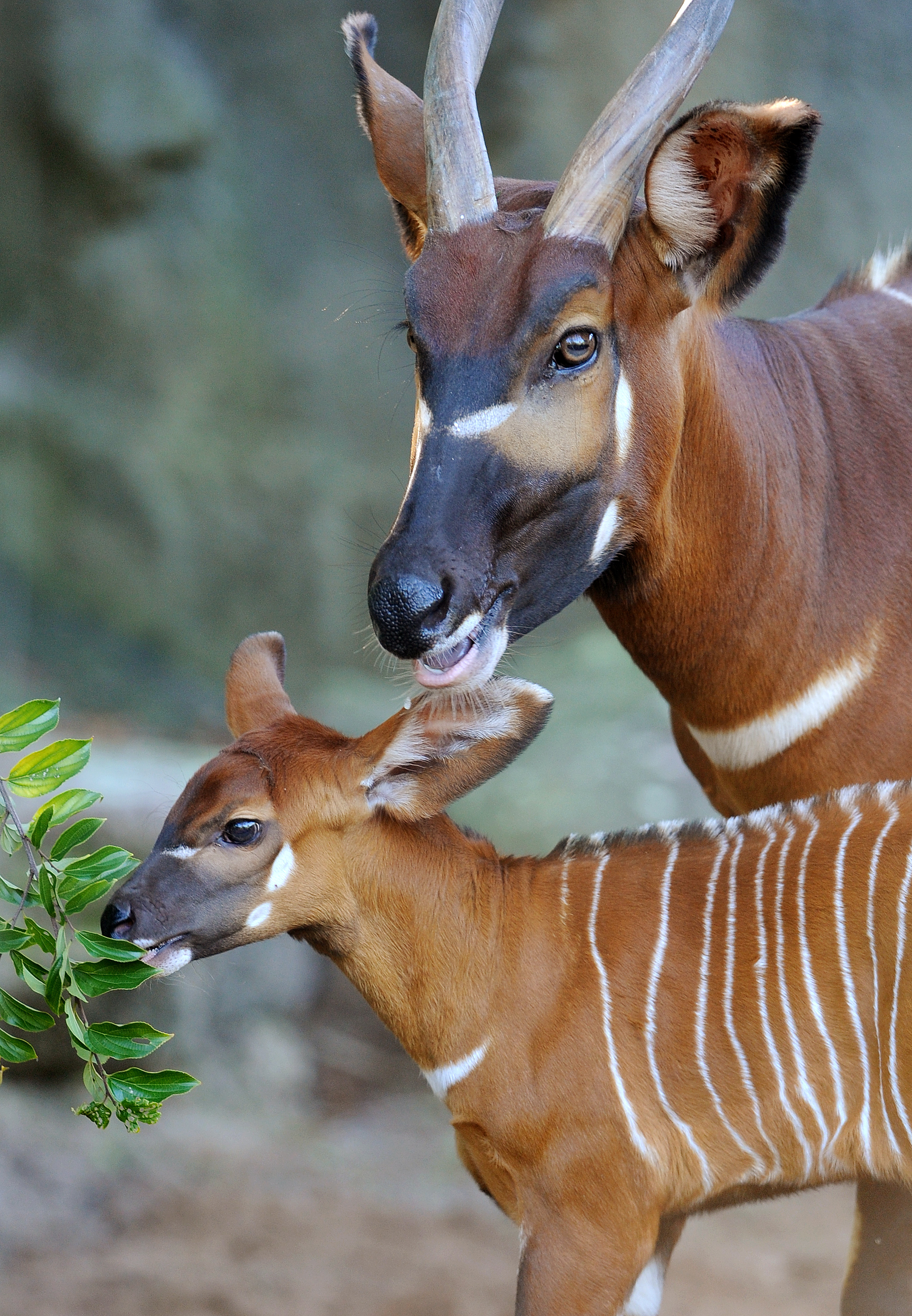 A two week-old Eastern Bongo calf stands