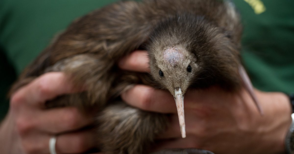 New Zealand Kiwi Is Not From Australia, Scientists Find | Time