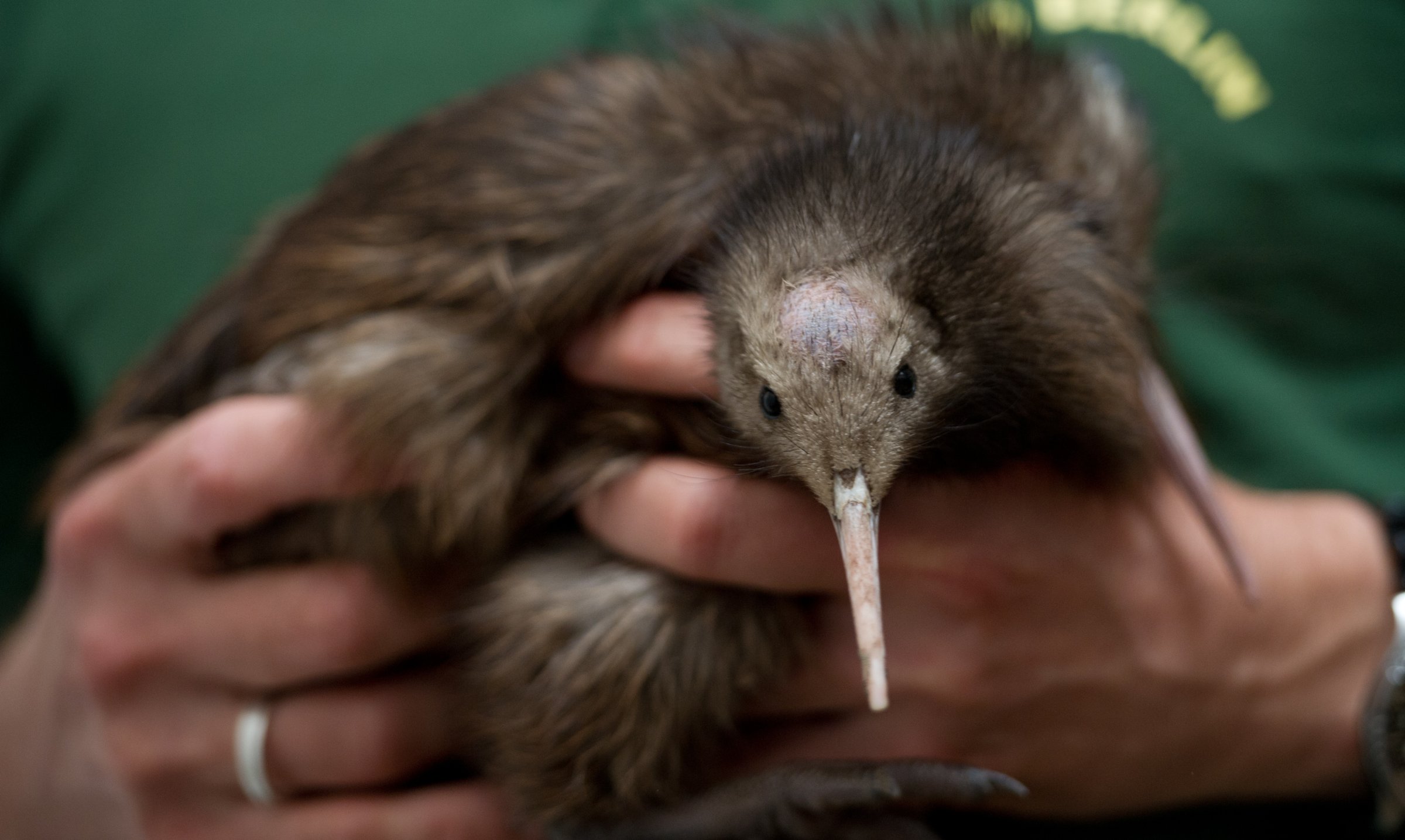 A keeper holds in his hands two Kiwi chi