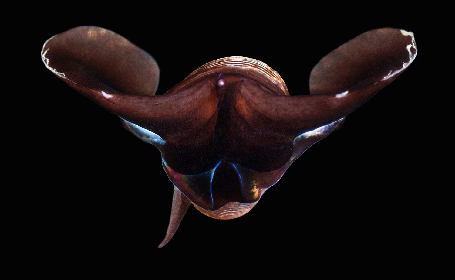 Limacina helicina sea snail (Alexander Semenov—Getty Images)