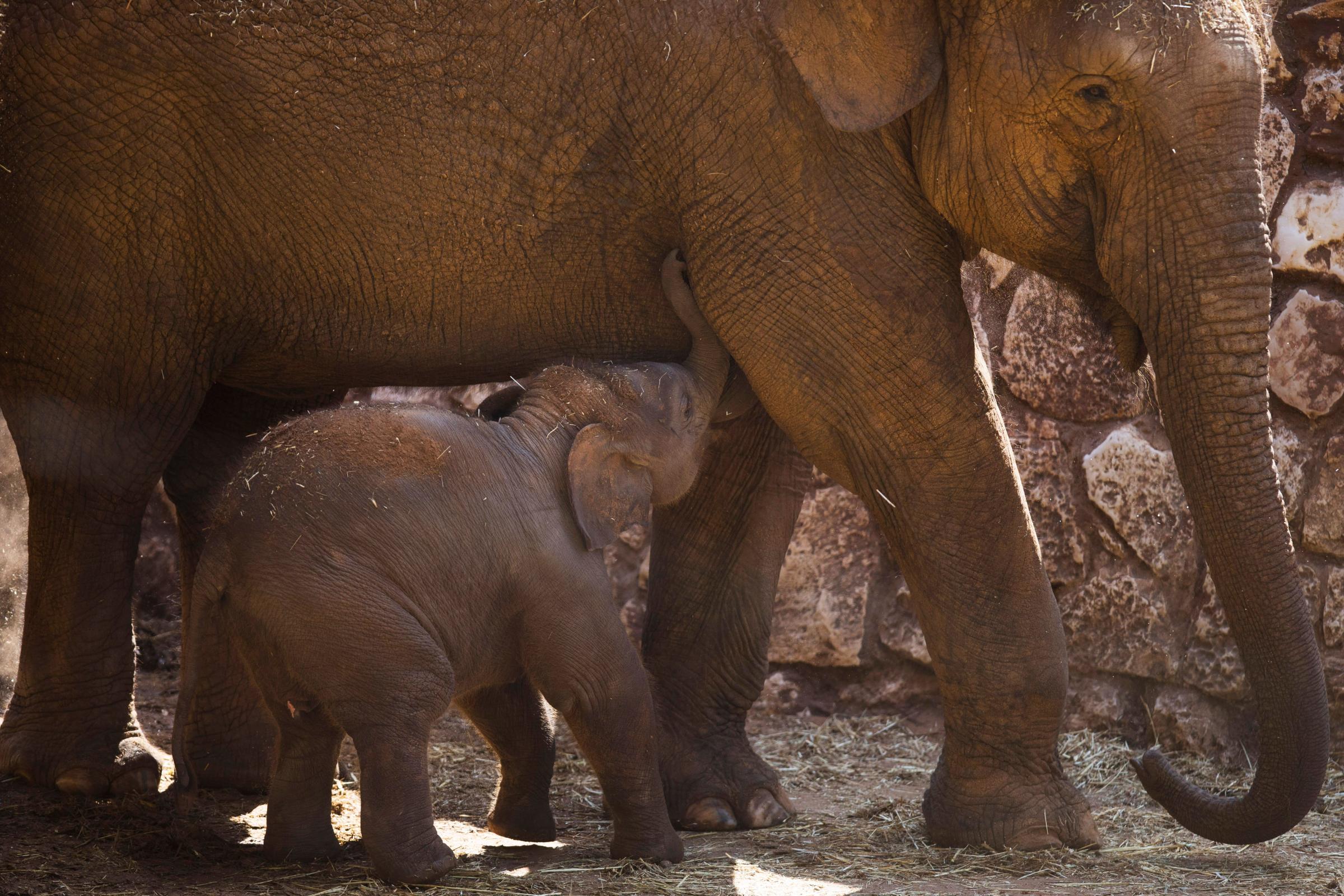 New Born Elephants Appear At The Safari Zoo In Israel