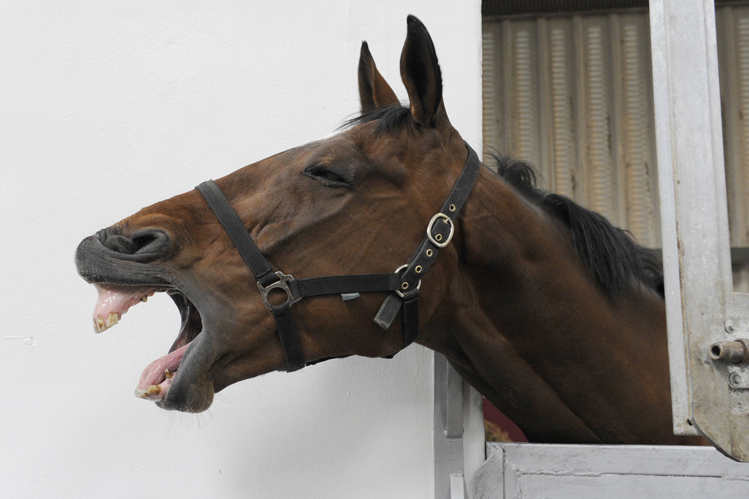 Former Grand National favourite Teaforthree is seen during a visit by Britain's Queen Elizabeth to Cotts Equine Hospital in Narberth, Wales on April 29, 2014.