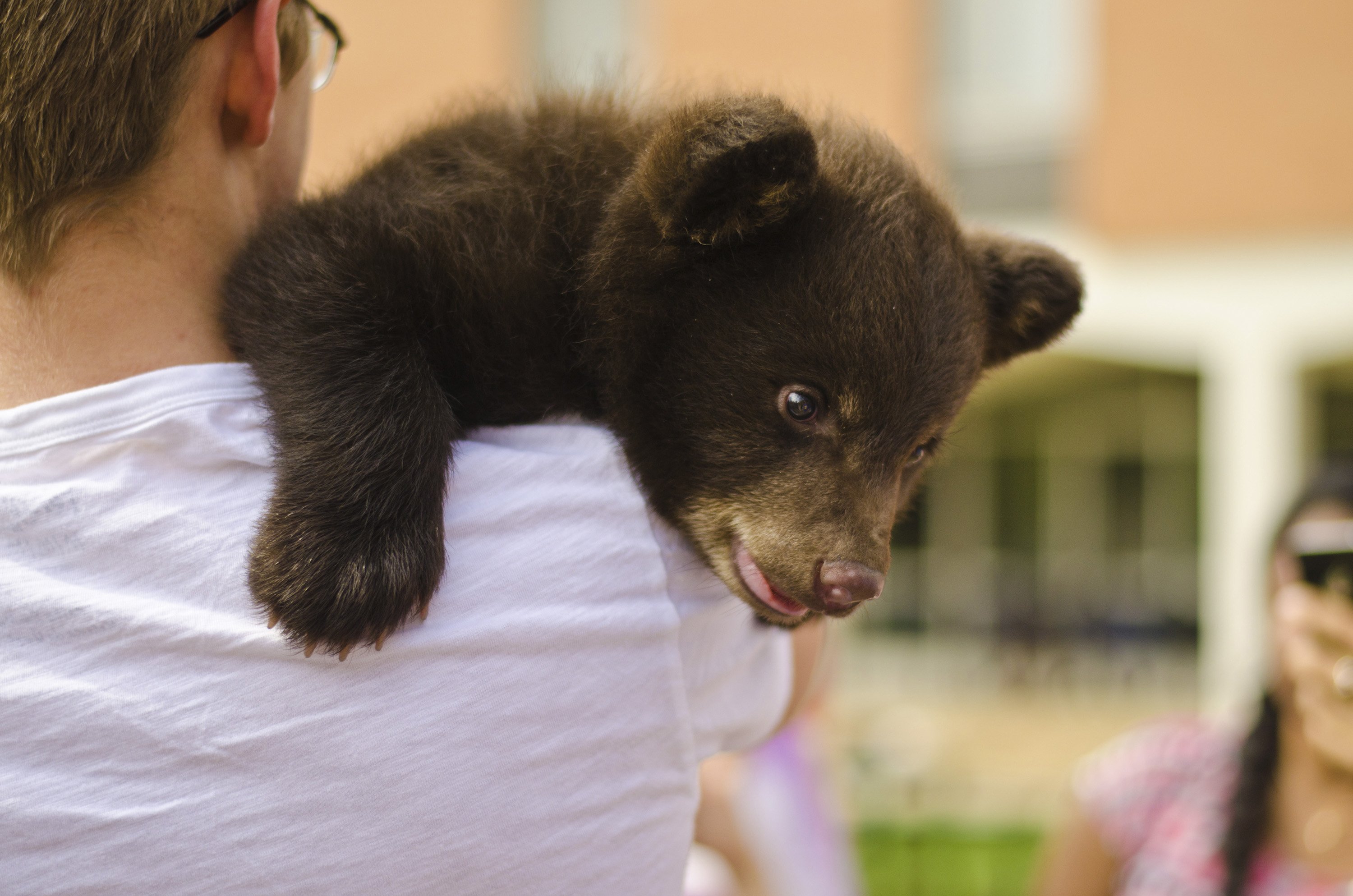 Handout picture of a two-month-old bear cub named Boo Boo held by a student at Washington University in St. Louis