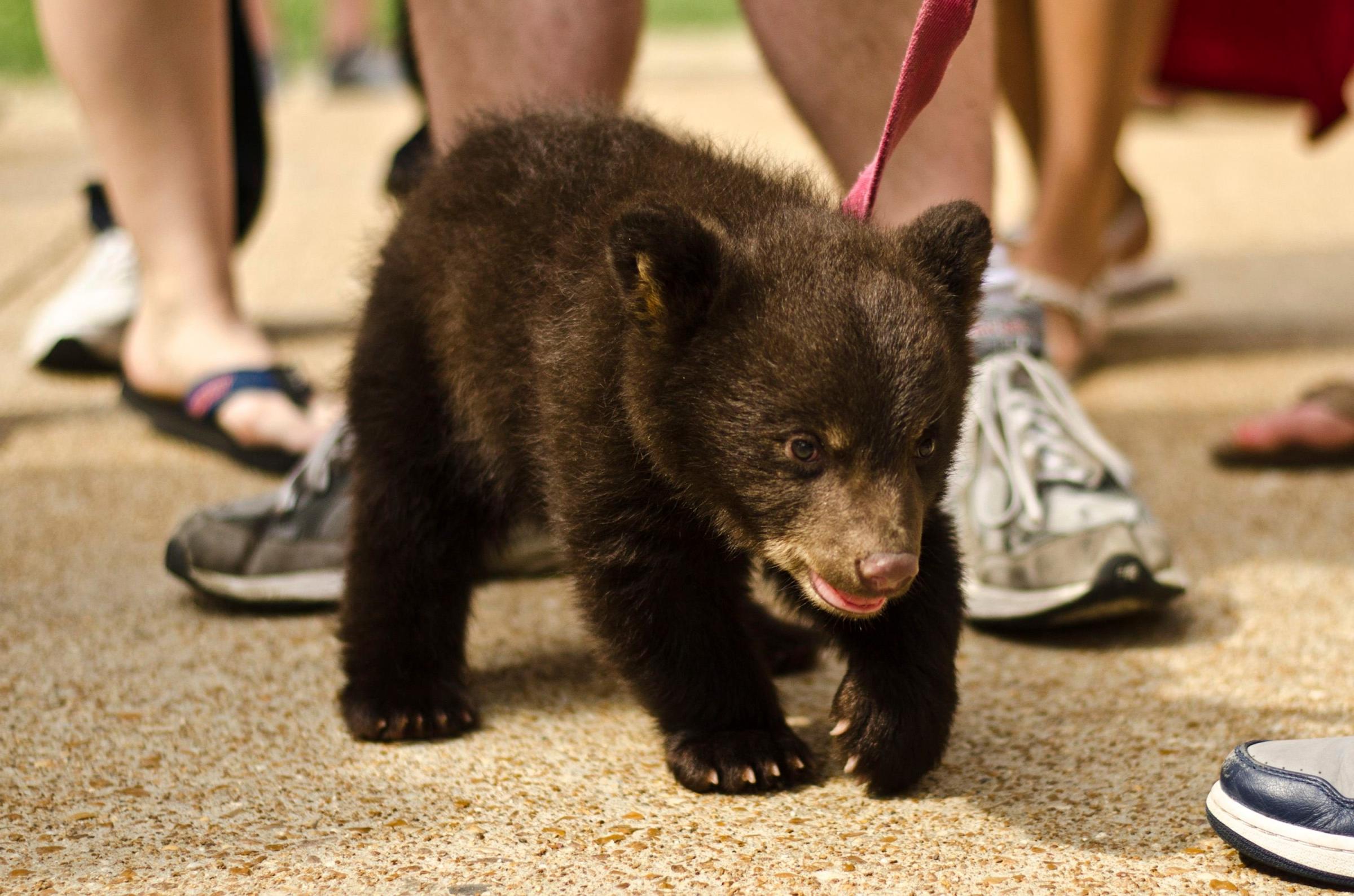 Handout picture of a two-month-old bear cub named Boo Boo led on a leash by a student at Washington University in St. Louis