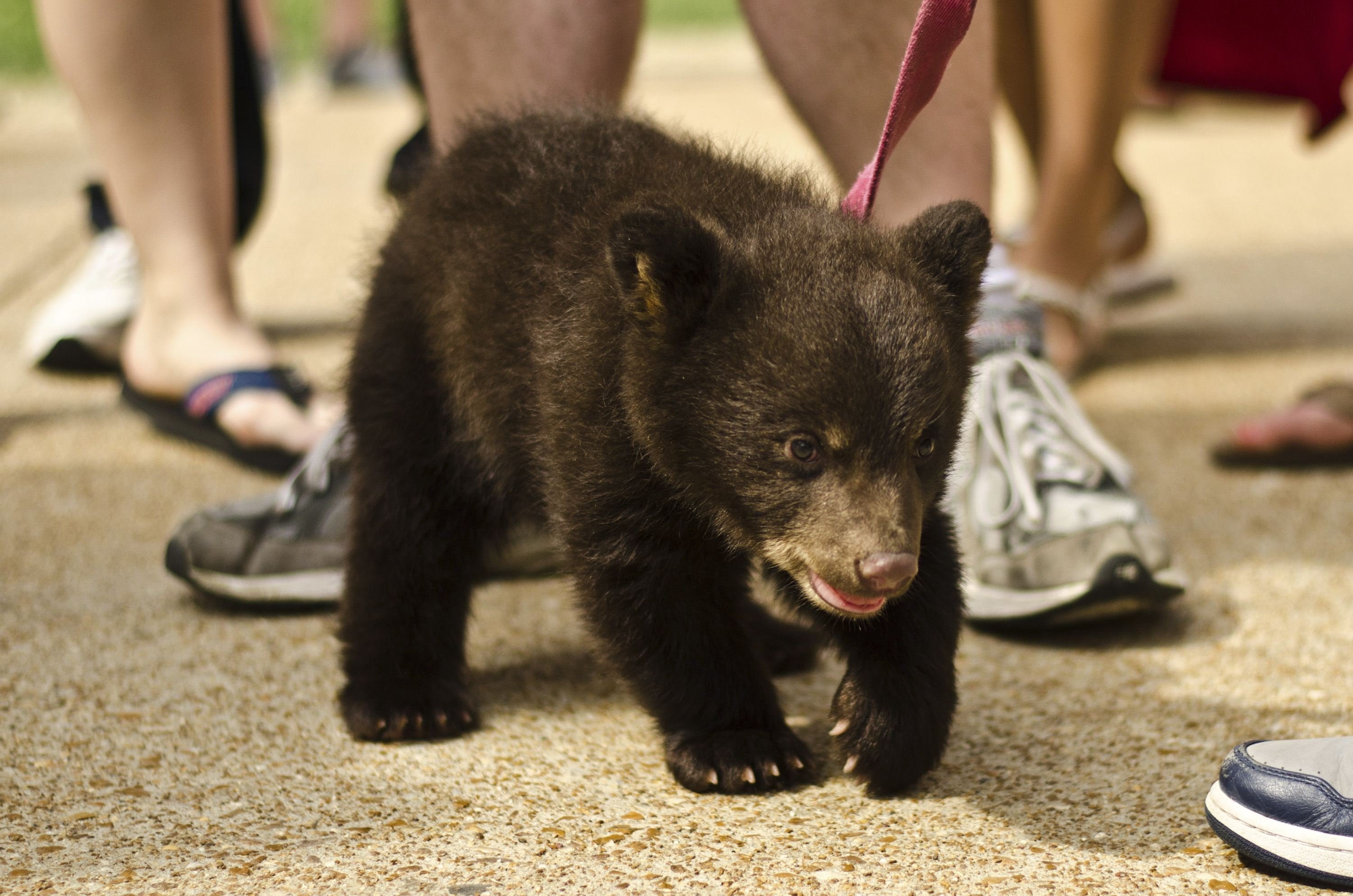 A two-month-old bear cub named Boo Boo is led on a leash by a student at Washington University in St. Louis, Missouri in this handout picture taken April 26, 2014. The cub was brought to the campus from a petting zoo to help students relax before final exams and ending up biting and scratching at least 18 students. Late on the afternoon of May 2, the university issued a news release stating that health officials determined that Boo Boo posed no rabies threat and that students will need no treatments. Picture taken April 26, 2014. REUTERS/Mary Gail Richardson/Handout via Reuters (UNITED STATES - Tags: ANIMALS SOCIETY EDUCATION) 
                        
                        ATTENTION EDITORS - THIS PICTURE WAS PROVIDED BY A THIRD PARTY. REUTERS IS UNABLE TO INDEPENDENTLY VERIFY THE AUTHENTICITY, CONTENT, LOCATION OR DATE OF THIS IMAGE. FOR EDITORIAL USE ONLY. NOT FOR SALE FOR MARKETING OR ADVERTISING CAMPAIGNS. NO SALES. NO ARCHIVES. THIS PICTURE IS DISTRIBUTED EXACTLY AS RECEIVED BY REUTERS, AS A SERVICE TO CLIENTS (Mary Gail Richardson / Reuters)