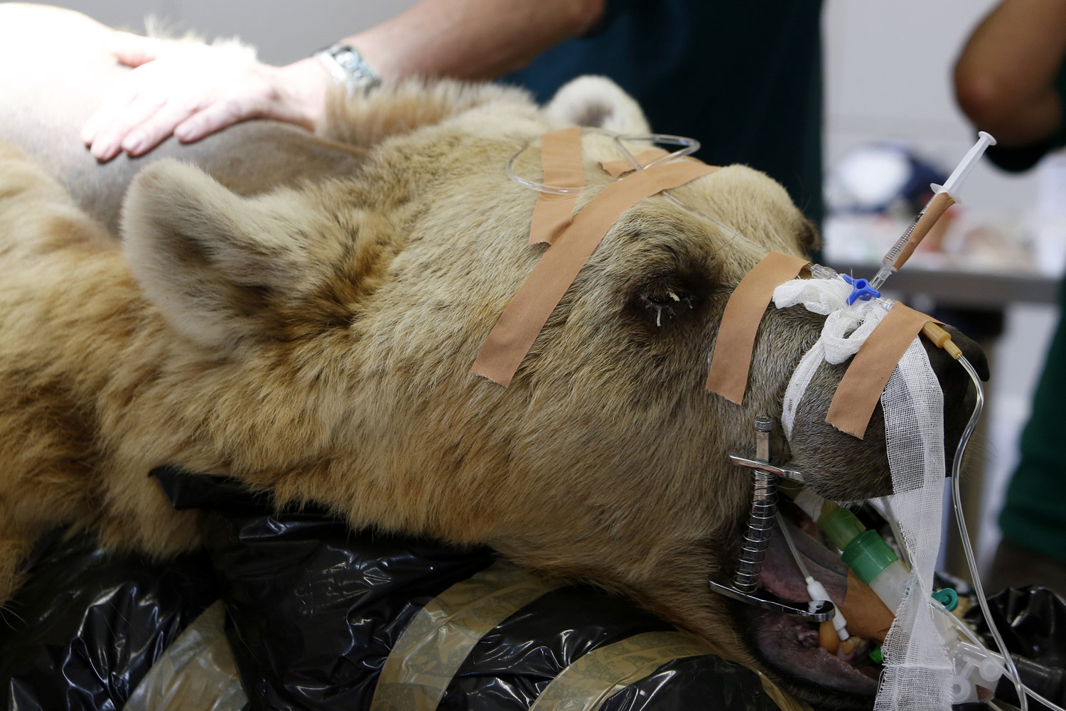 A zoo staff member touches Mango, a 19-year-old Syrian brown bear, during preparations for his surgery at the Ramat Gan Safari near Tel Aviv on May 7, 2014.
