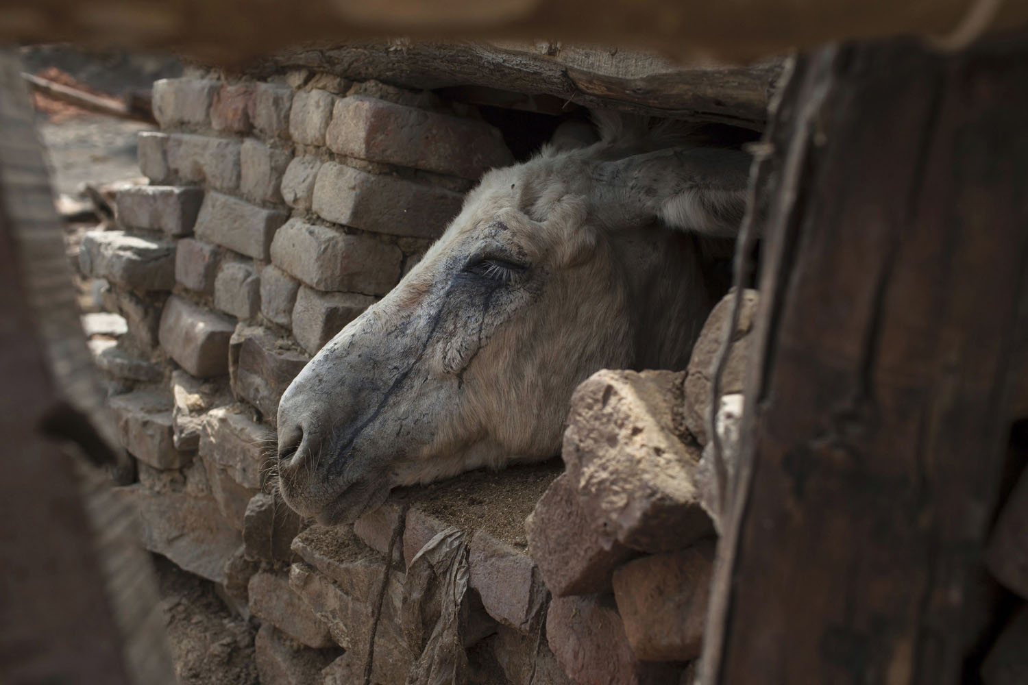 Tears of coal dust run down a donkey's face as it looks out of its shelter at a coal mine in Choa Saidan Shah in Punjab province