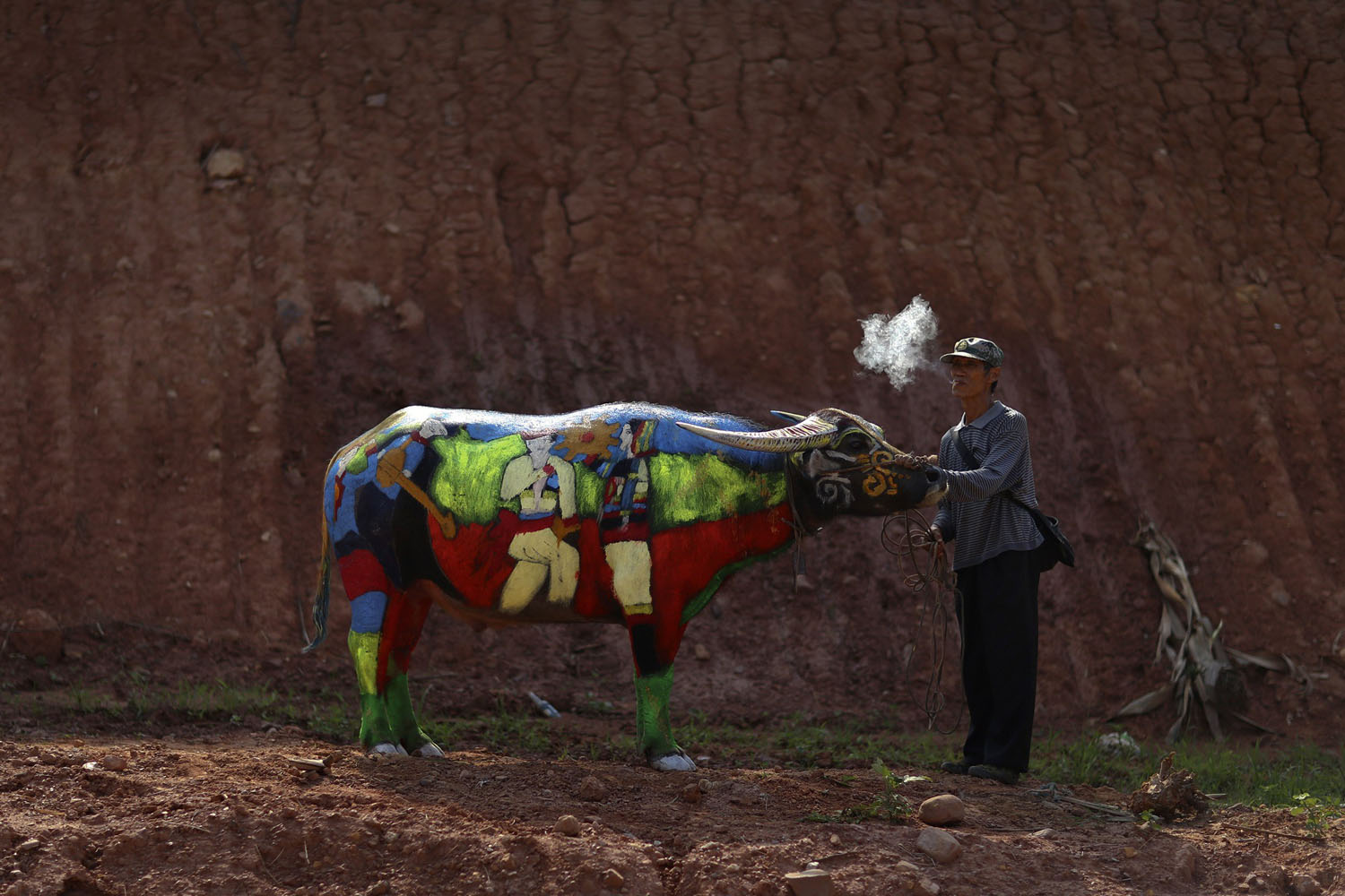 A man smokes as he waits with his painted buffalo before a buffalo bodypainting competition in Jiangcheng county, Yunnan province, China on May 18, 2014.