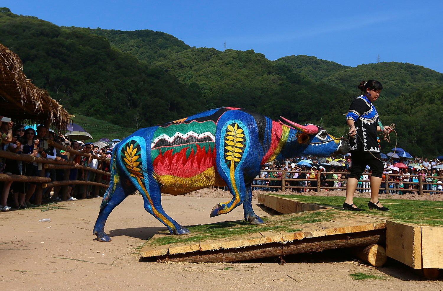 A woman leads her painted buffalo onto a stage during a buffalo bodypainting competition in Jiangcheng county, Yunnan province