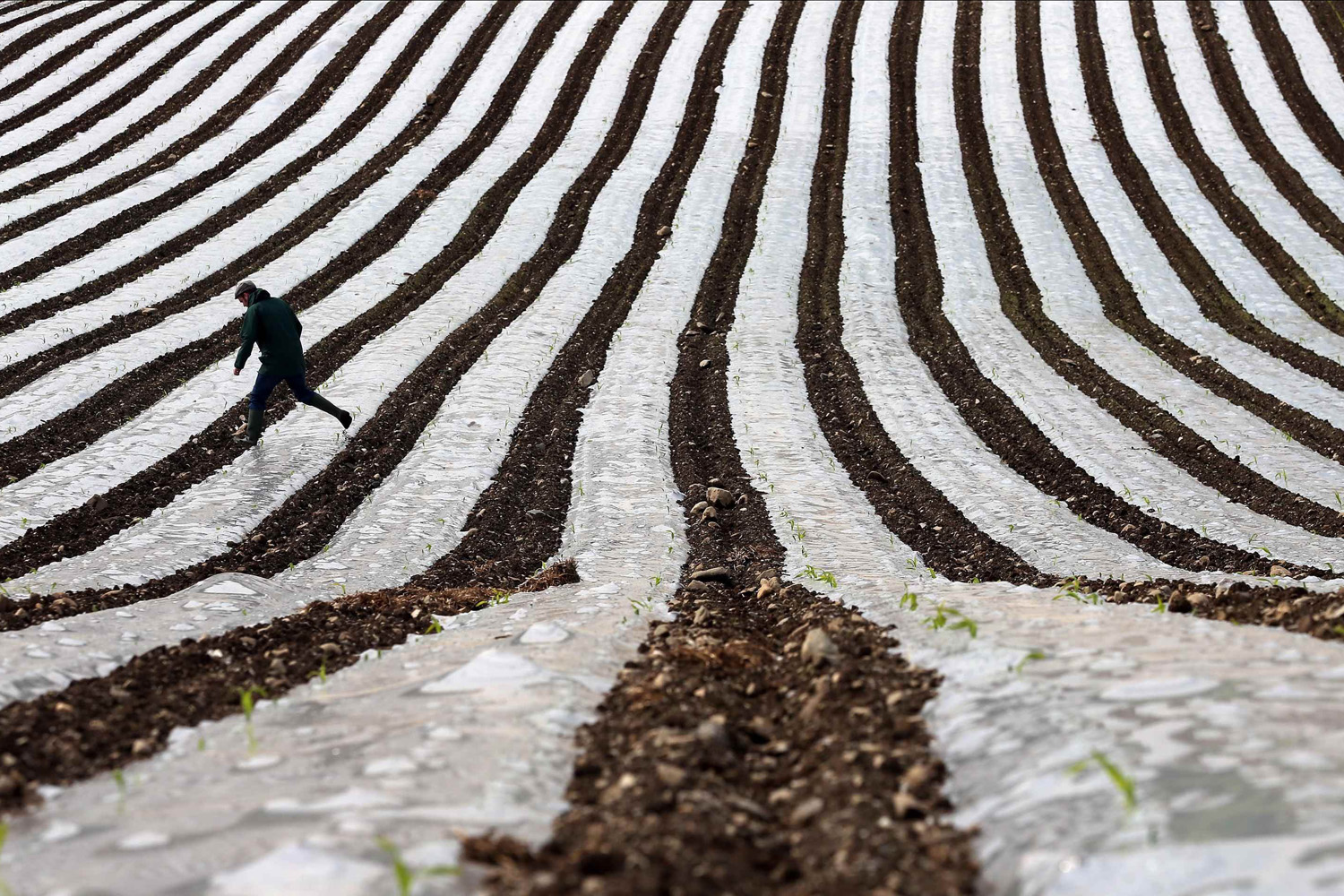 A man walks through a field of maize, planted under a film of biodegradable plastic which raises the soil temperature at the start of the season, near the city of Londonderry