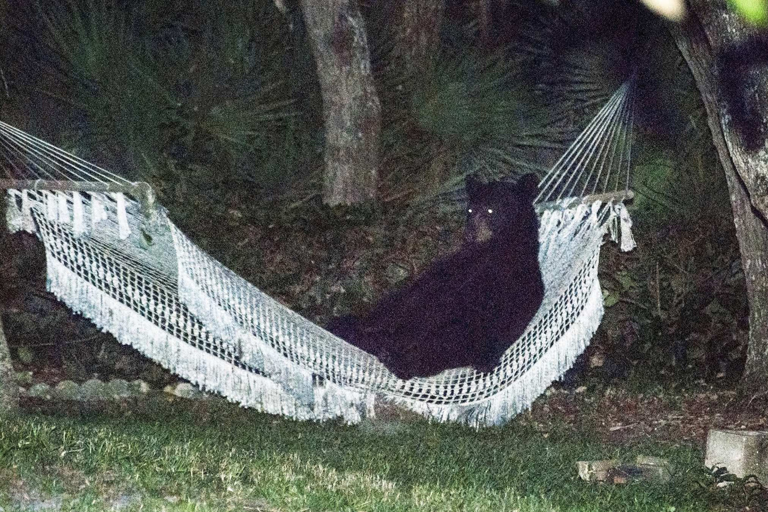 A black bear lies on a hammock at a residential back yard in Daytona Beach Florida
