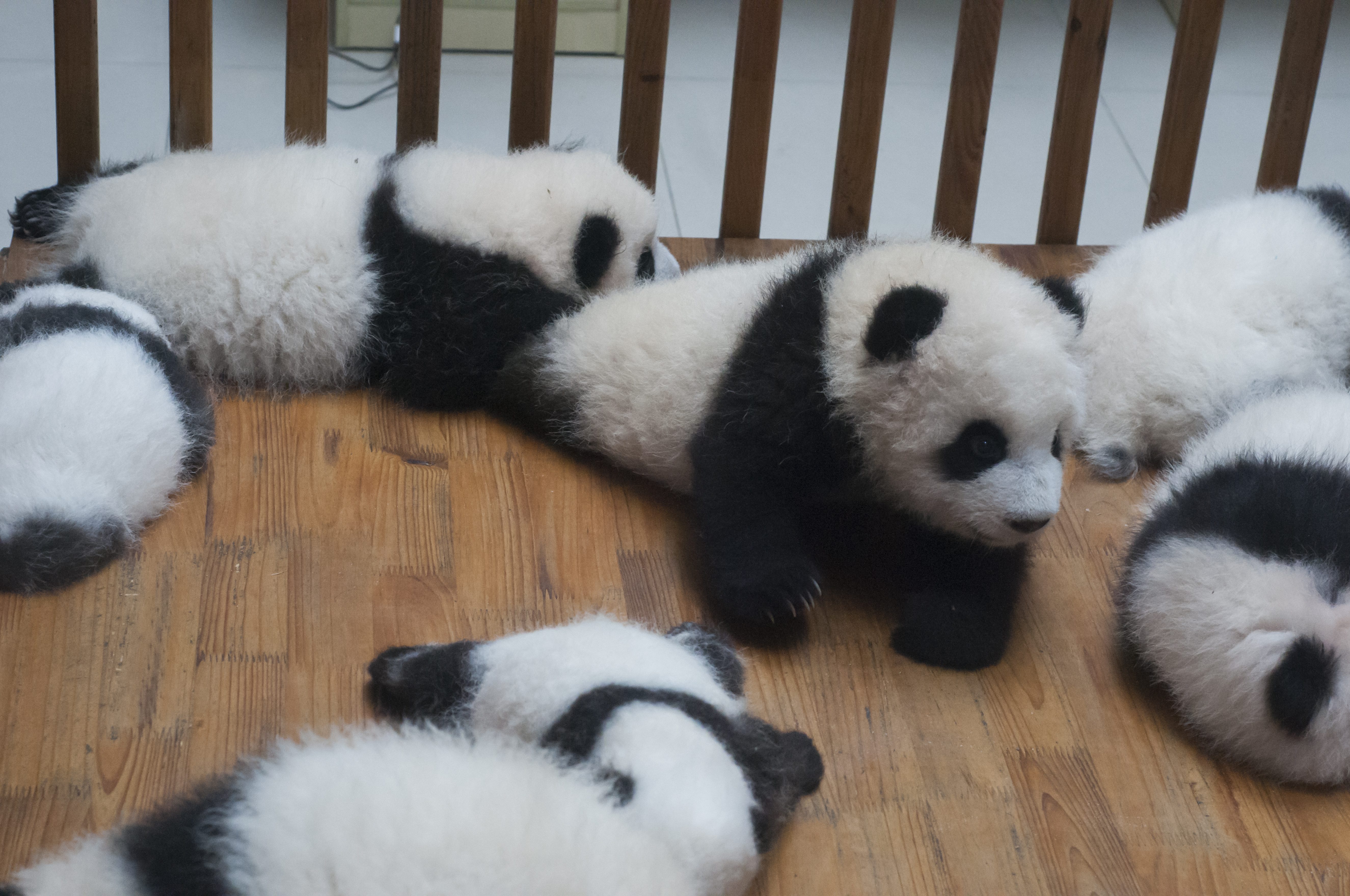 Job Opening China's Giant Panda Research Center Hiring Panda Nannies | Time