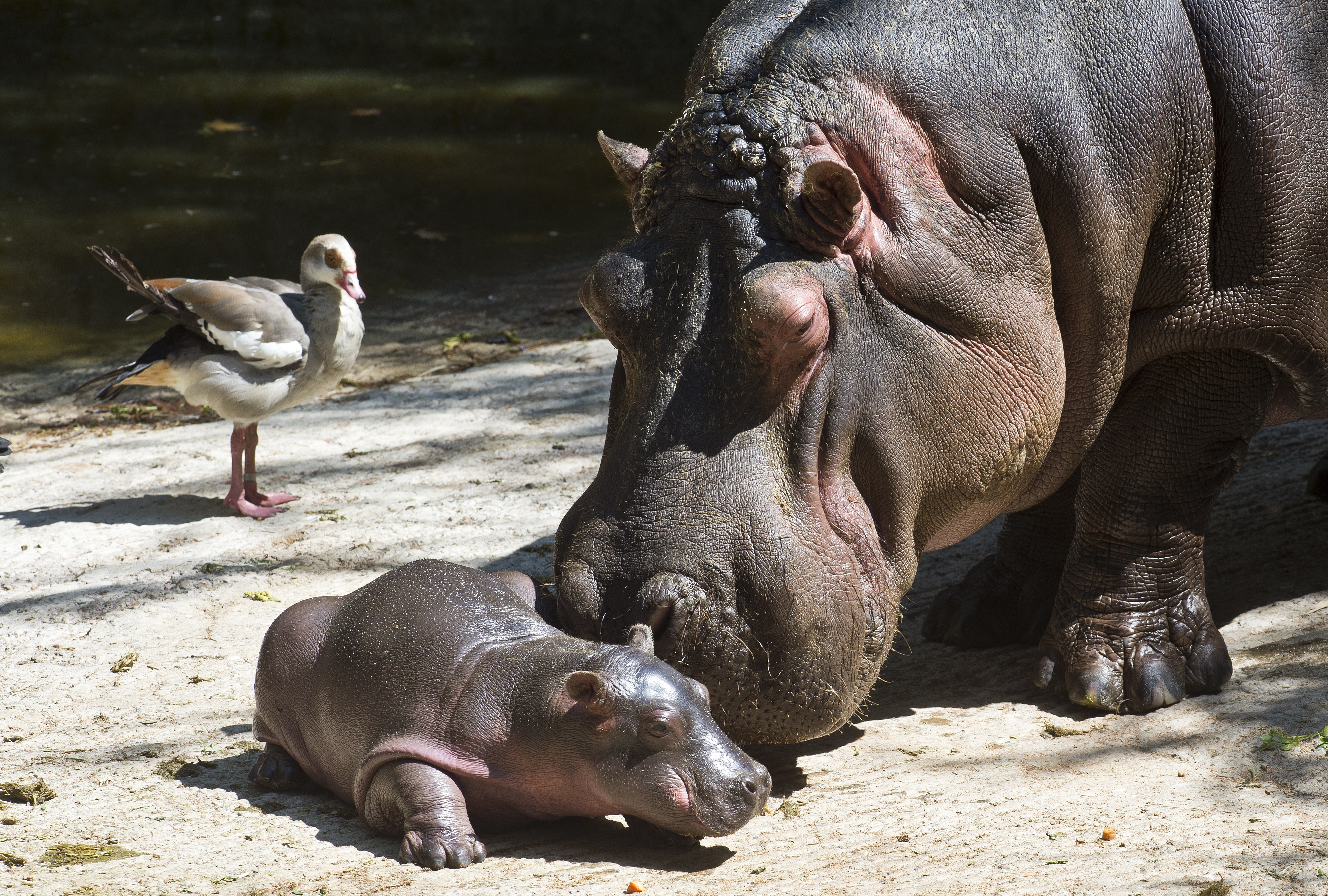 A 9-day old hippo tries to walk helped by its mother at the Chapultepec Zoo, in Mexico City, on March 5, 2014.
