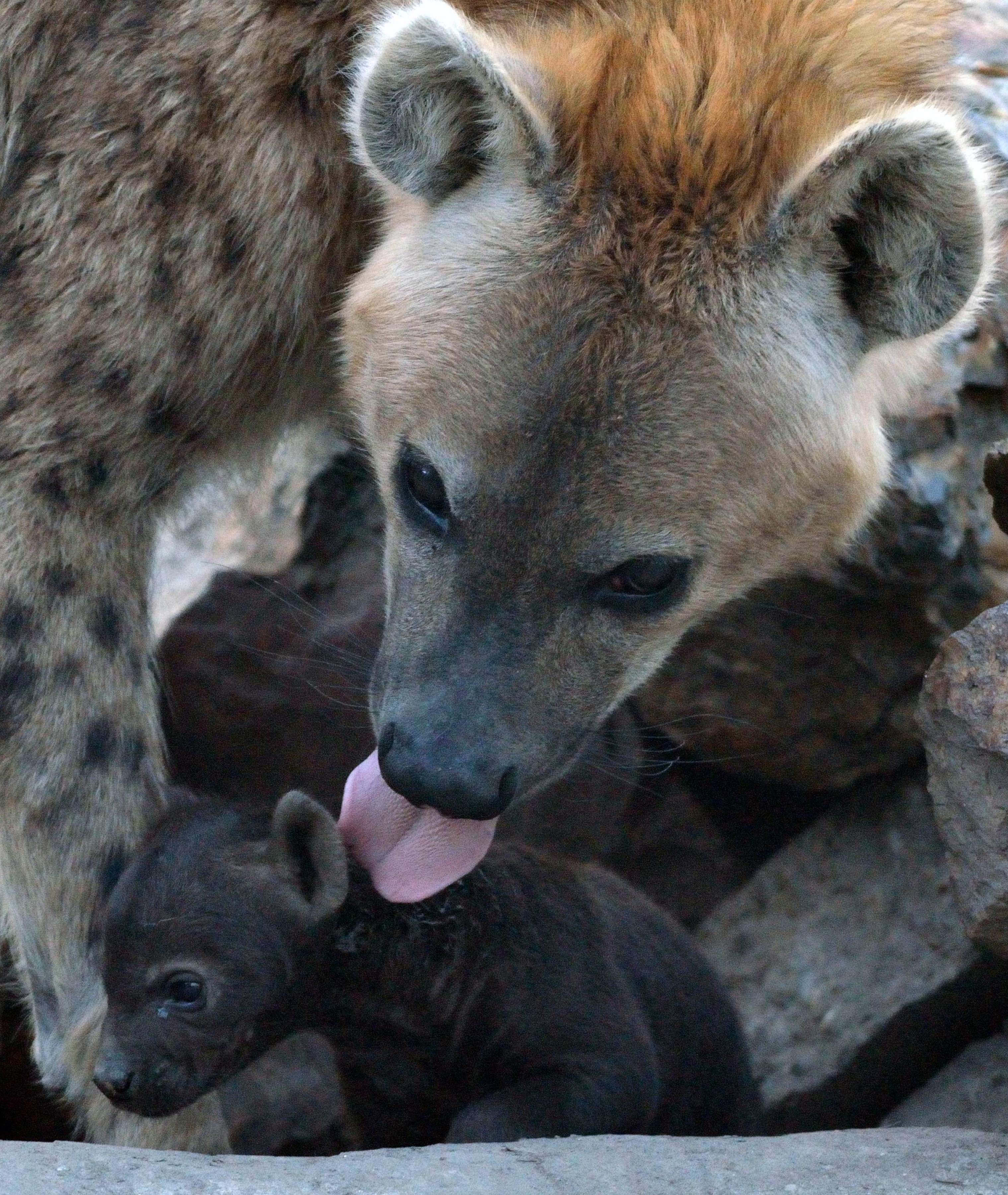 A newly born spotted hyena baby is cleaned by its mother at the Animal Garden in Szeged, Hungary on March 17, 2014.