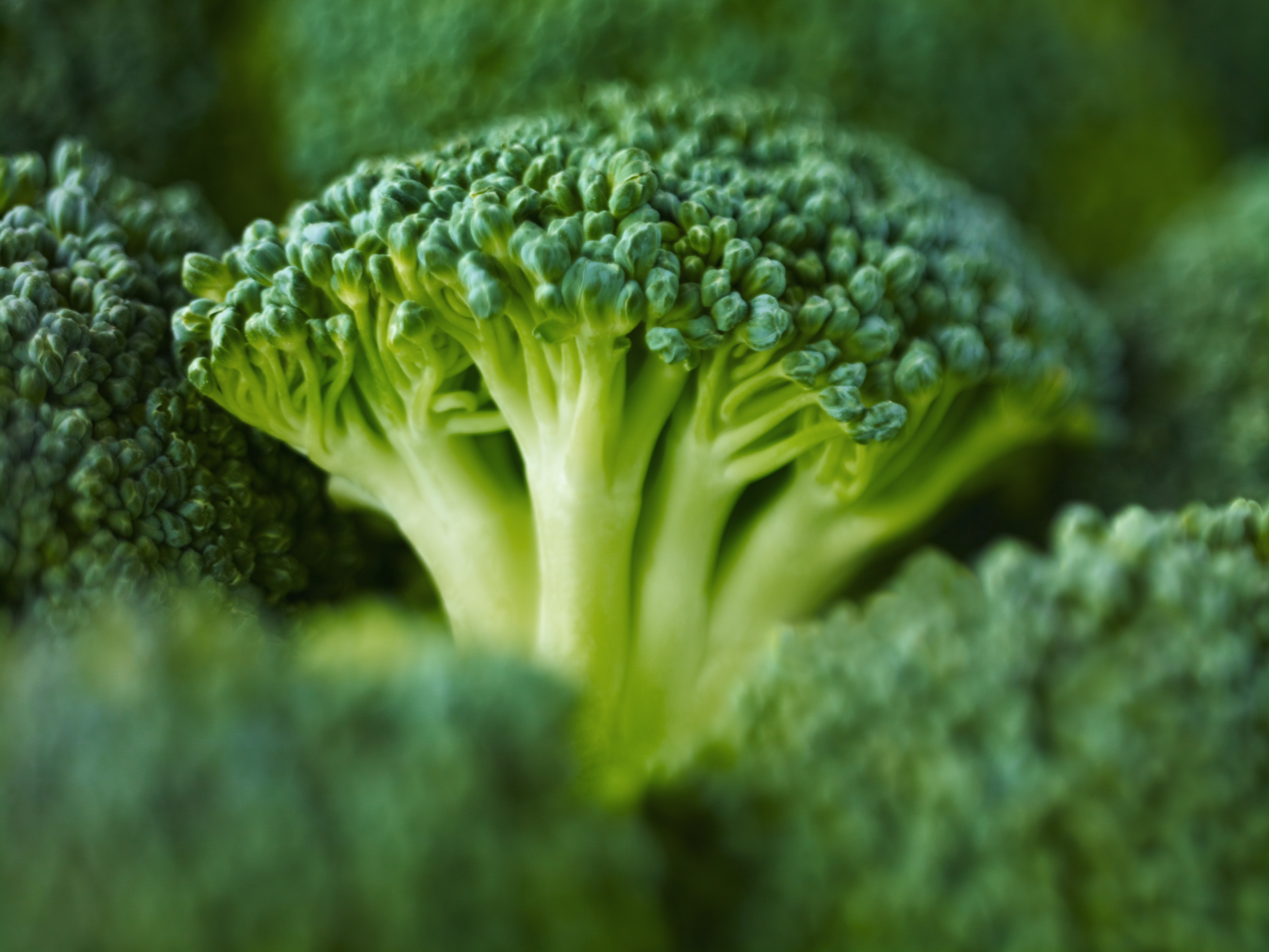 Extreme close up of raw broccoli (Getty Images)