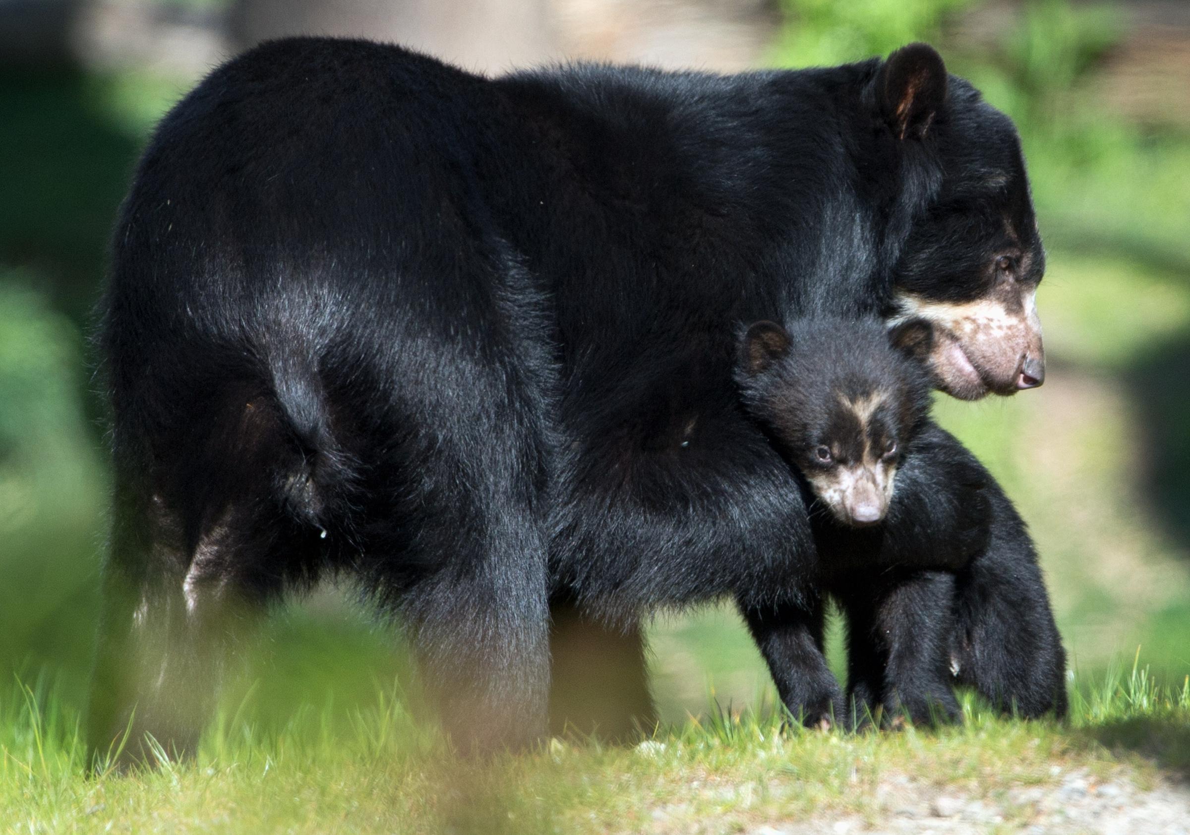 GERMANY-ANIMALS-ZOO-SPECTACLED BEAR
