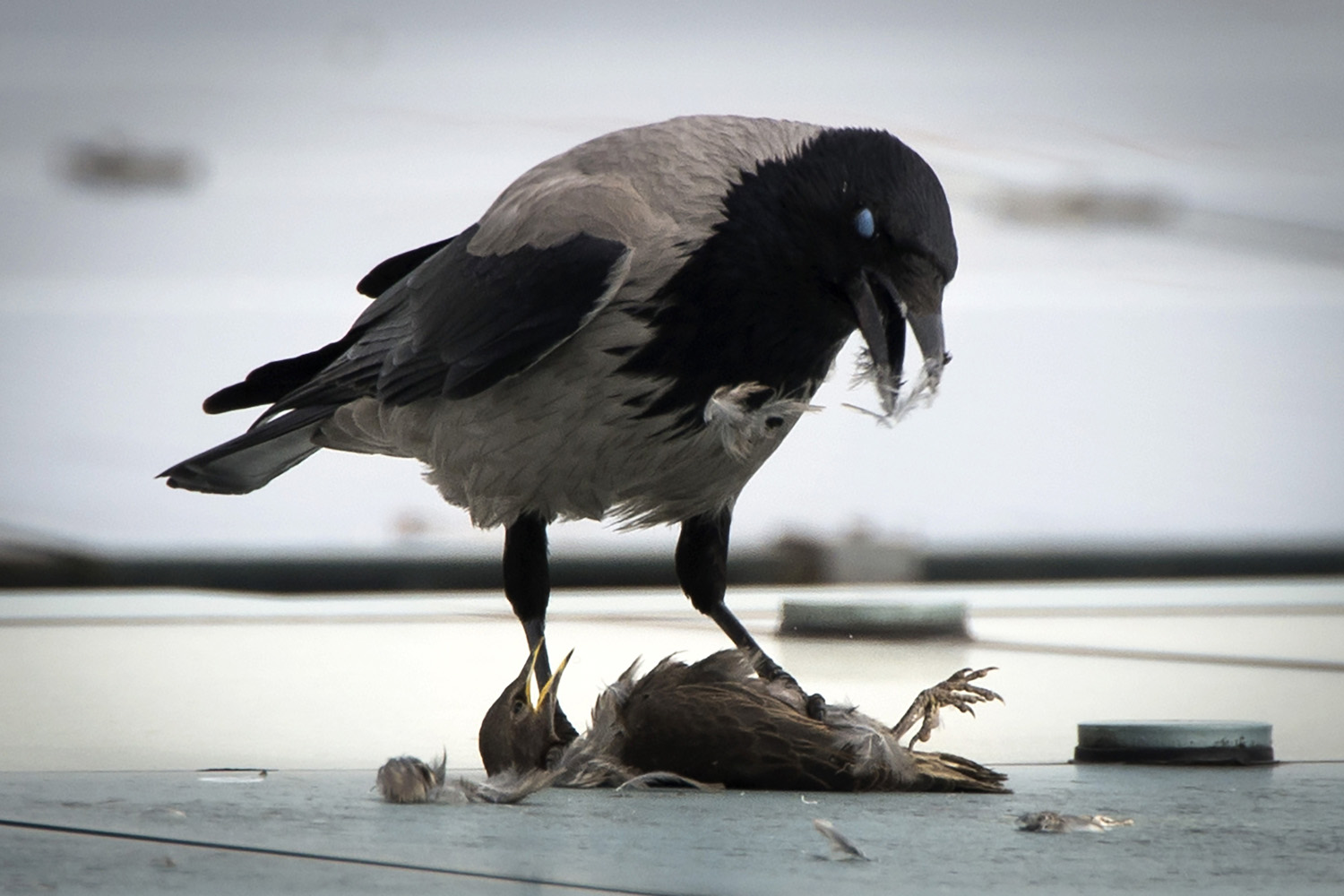 A crow eats its prey sitting on the roof of the Chancellery in Berlin on May 6, 2014.