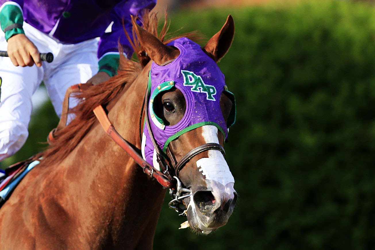 California Chrome during the 139th running of the Preakness Stakes at Pimlico Race Course in Baltimore on May 17, 2014 (Rob Carr—Getty Images)