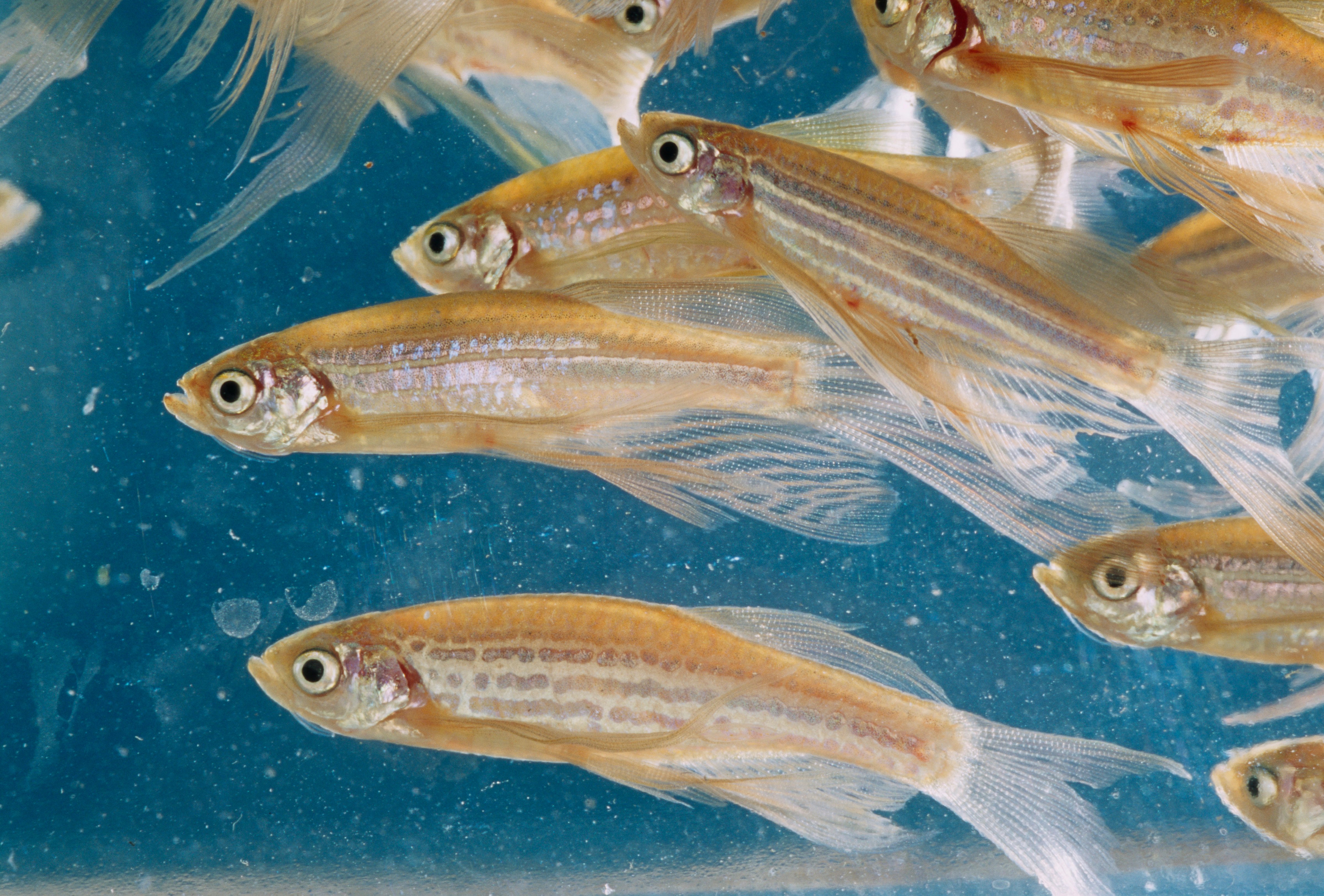 Zebra fish multiply in a water tank at N.I.H. (Getty Images)
