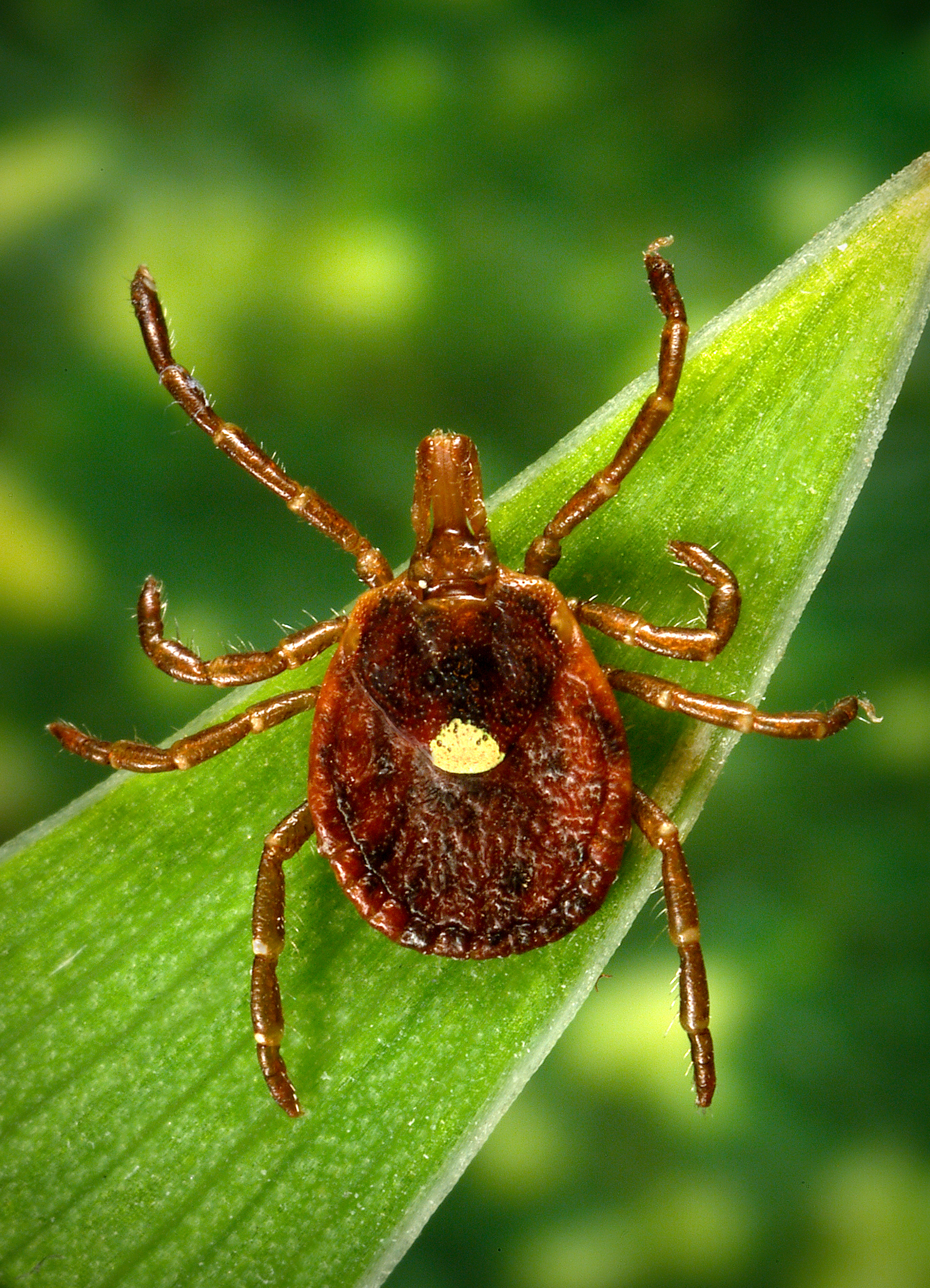 Female lone star tick (Getty Images/Kallista Images)