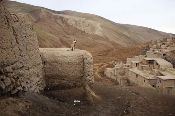 A dog sits on a roof above where the mud from the two landslides came to rest in the valley below, May 4, 2014.