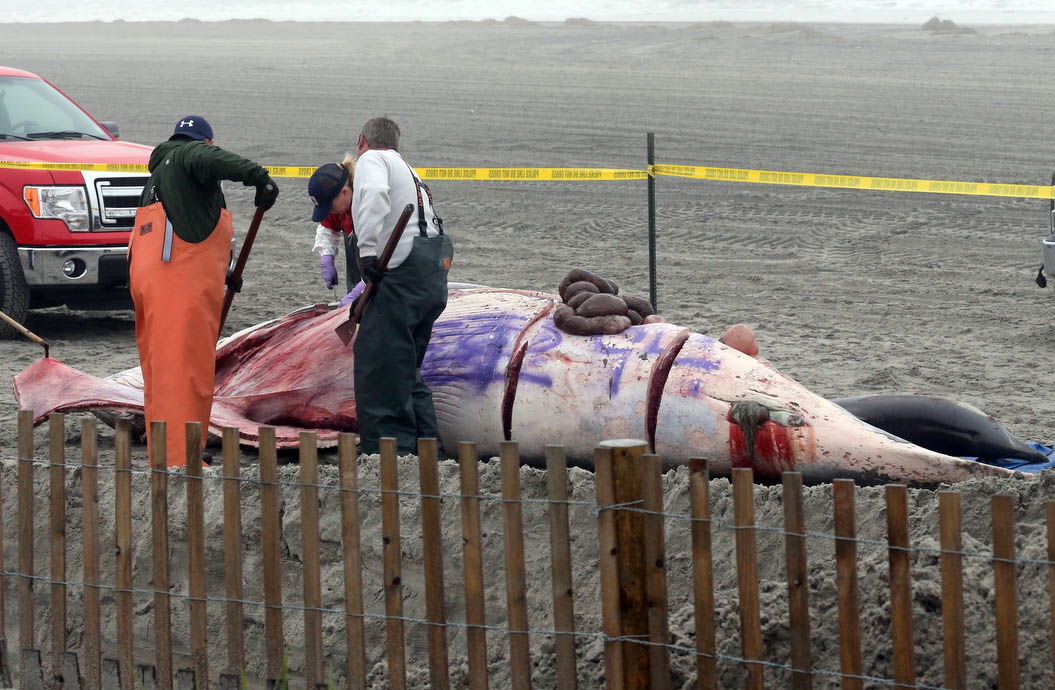 Bob Schoelkopf, right,  director of the Marine Mammal Stranding Center, looks over a minke whale that washed up along with a common dolphin, in foreground, in Atlantic City, N.J., Thursday, May 1, 2014. (Vernon Ogrodnek—AP)