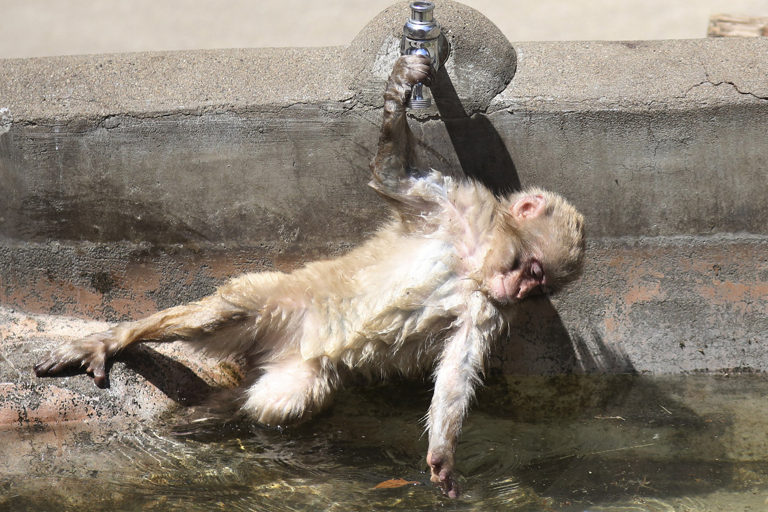A young Japanese macaque tries to reach water at a pound in warm weather at Ueno Zoo in Tokyo, on May 11, 2014.