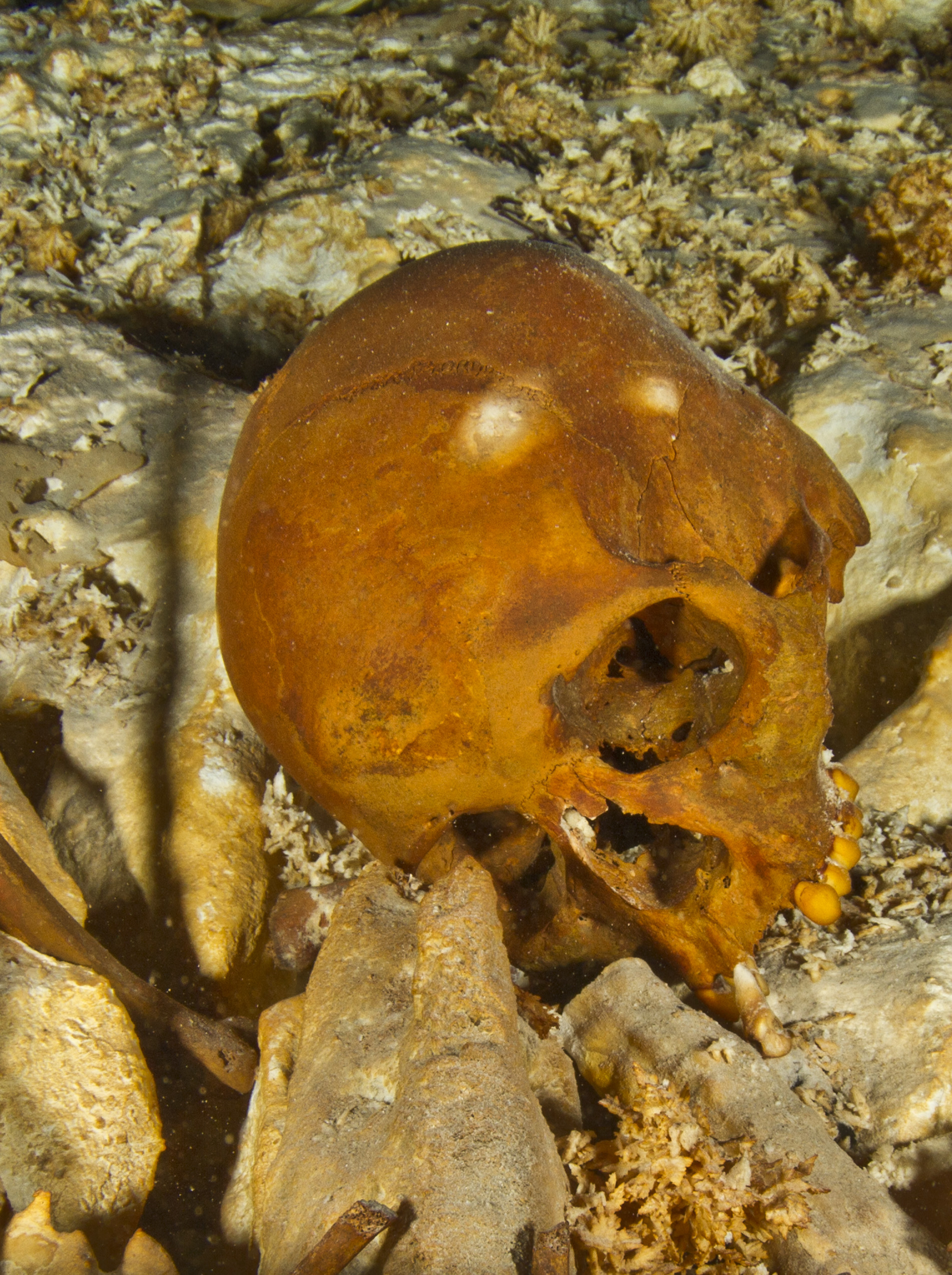 The skull of Naia, as it appeared in 2011, having rolled into an upright position