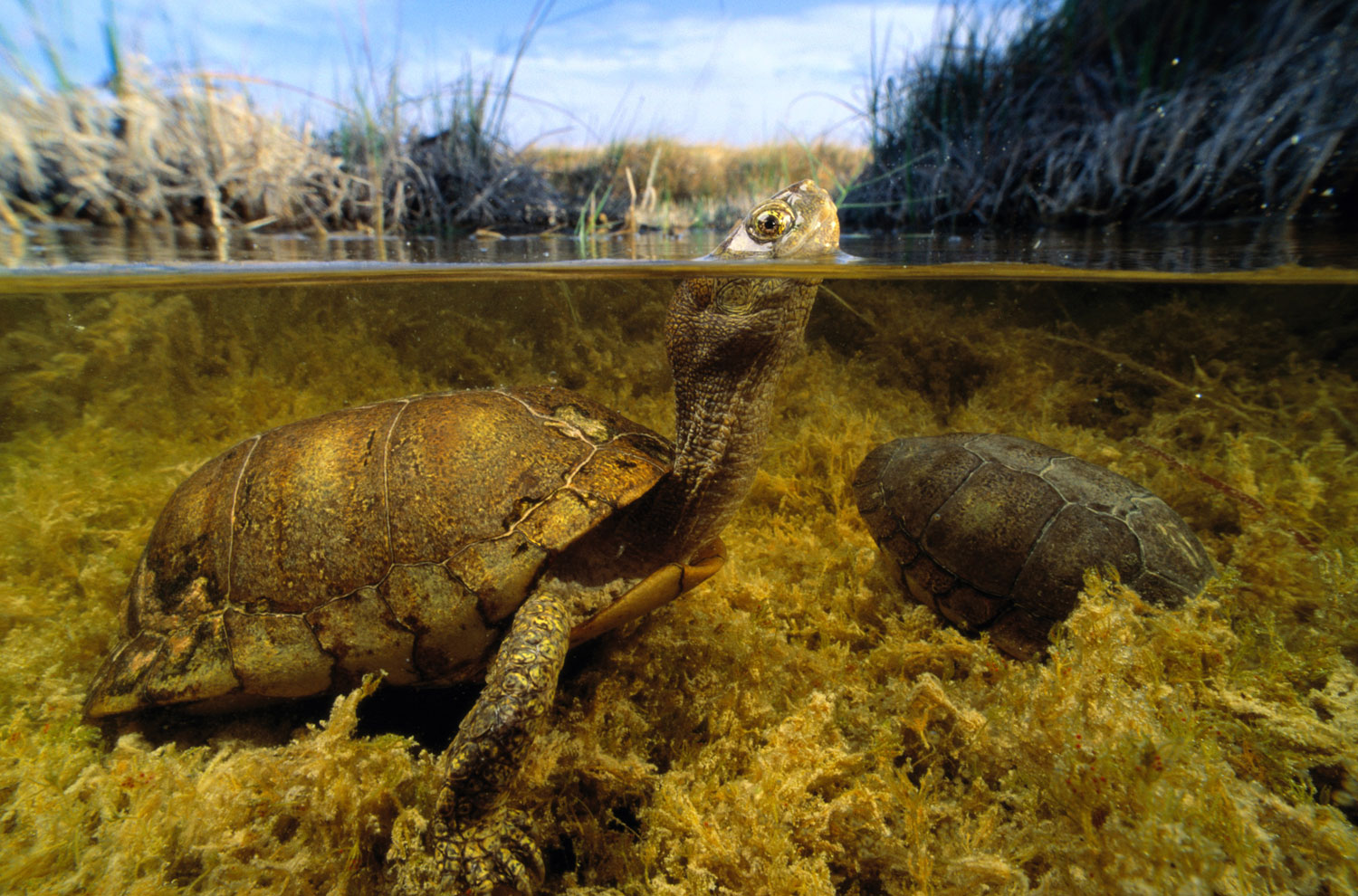 Coahuilan box turtle