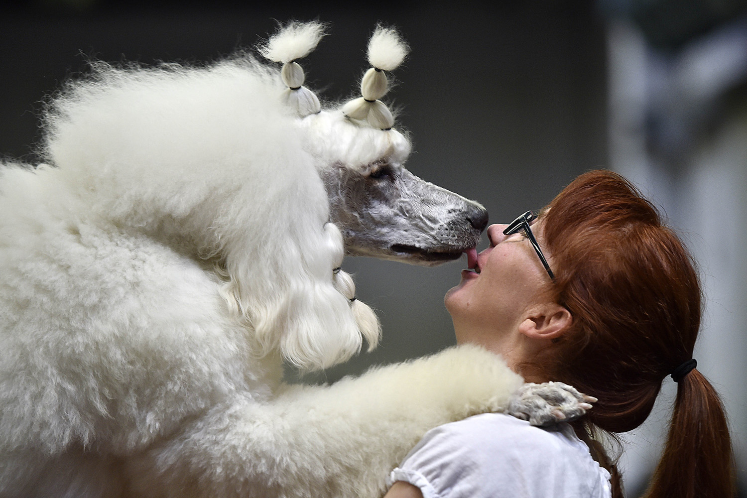Poodle Farinelli gives back a kiss to its owner Anja Trinks before the contest at the dog show in Dortmund, Germany, on May 9, 2014.