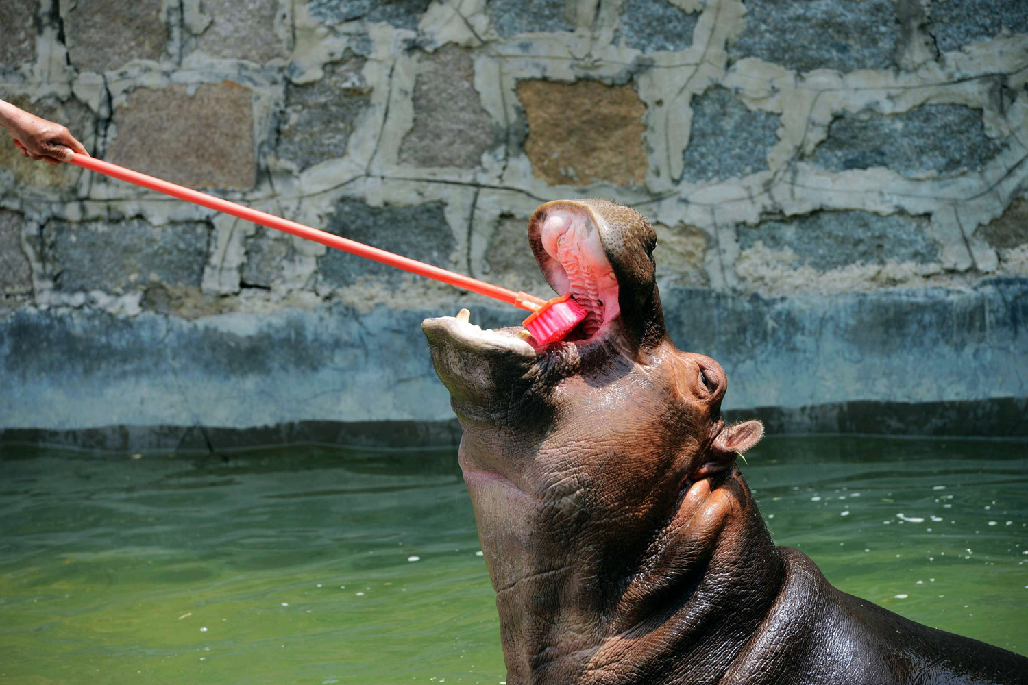 A hippopotamus has its teeth cleaned by a keeper in its enclosure in Qingdao Wildlife World in Qingdao, east China's Shandong province on May 22, 2014.