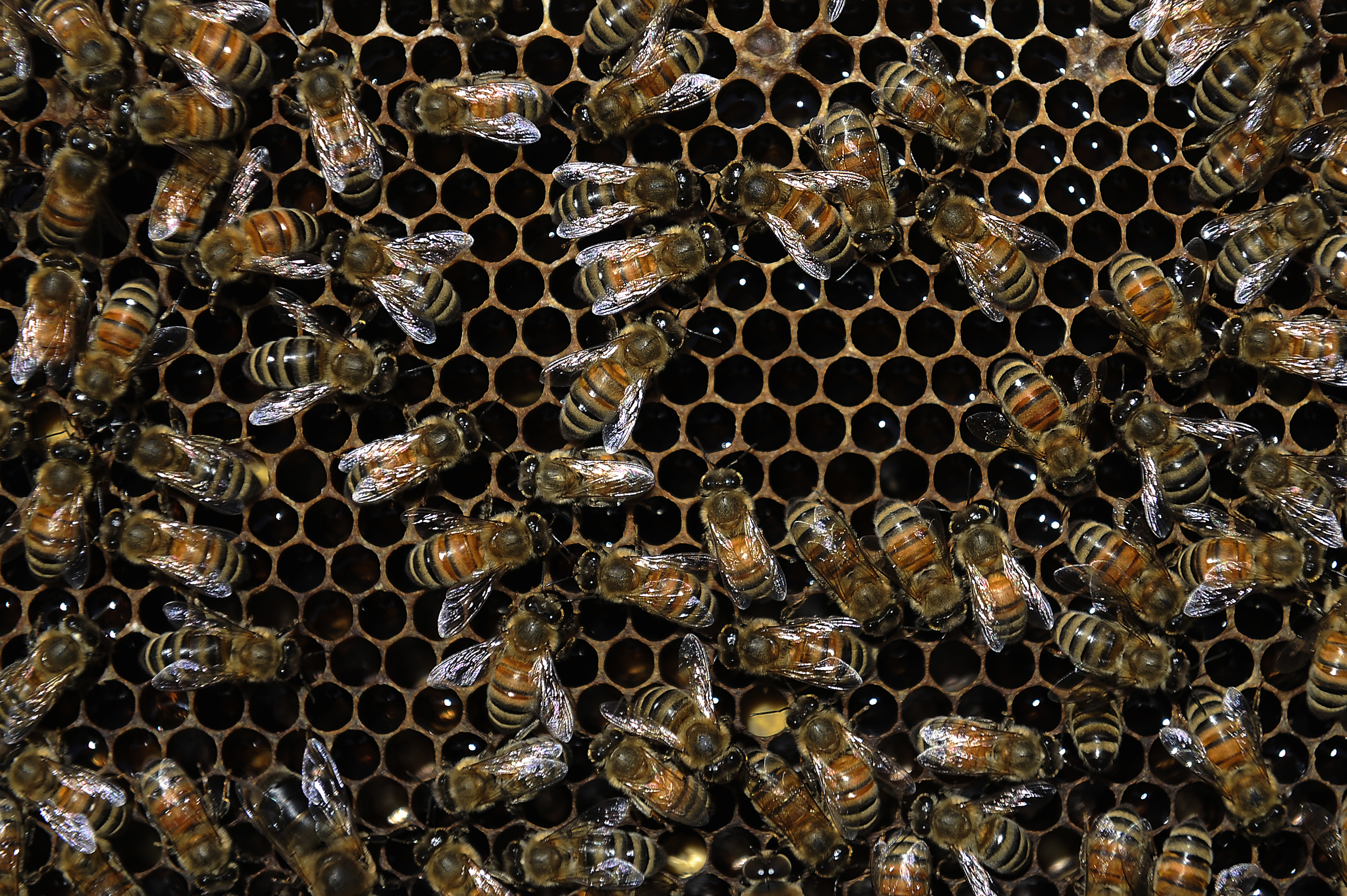 Honeybee Deaths Decline