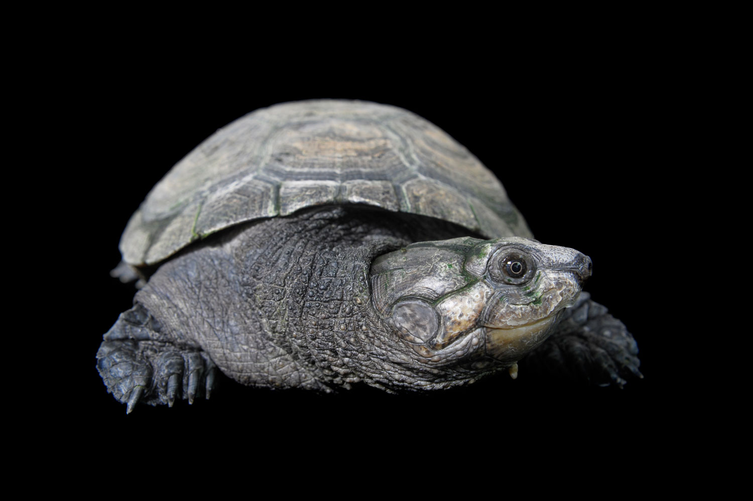 Madagascar big-headed turtle, Erymnochlys madagascariensis