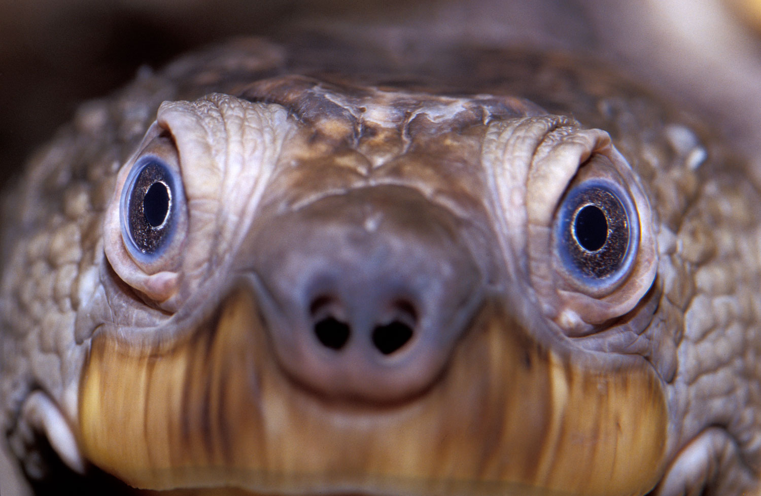 The Mary River turtle