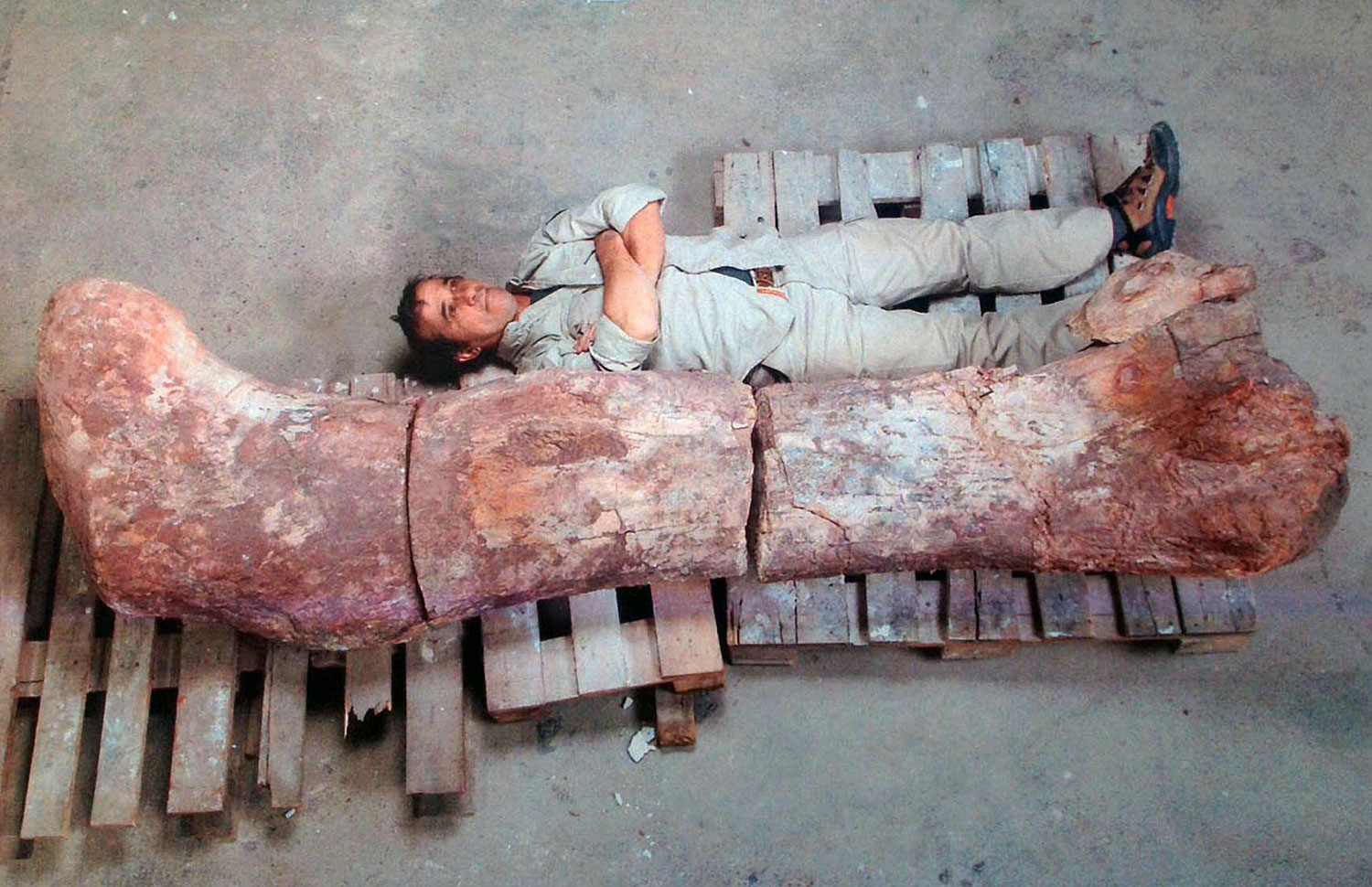 A technician lays next to the femur of a dinosaur -- likely to be the largest ever to roam the earth, in Rawson, Chubut, some 1,300 kilometers (800 miles) south of Buenos Aires, May 16, 2014. (Museo Egidio Feruglio—AFP/Getty Images)