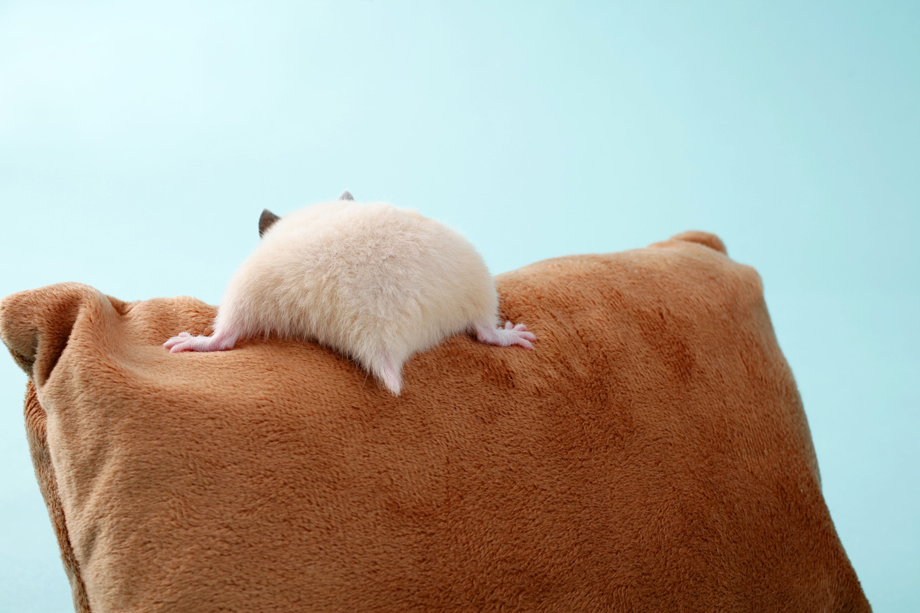 Hamster Butt Photos From Japan Are Super Cute | Time