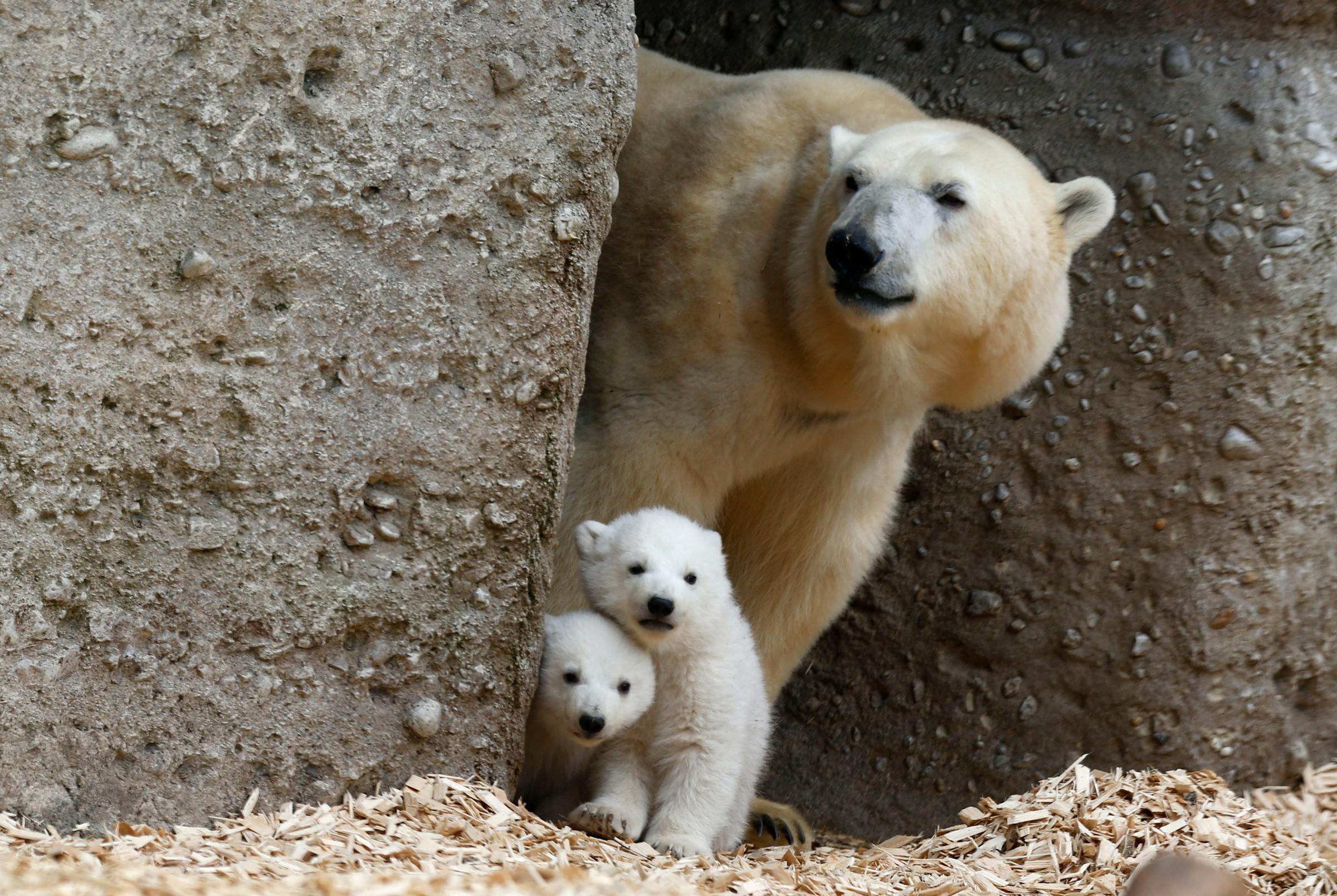 Twin polar bear cubs stand with their mother Giovanna in their enclosure at Tierpark Hellabrunn in Munich