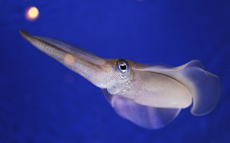 A Bigfin reef squid swims in a display at the Monterey Bay Aquarium
