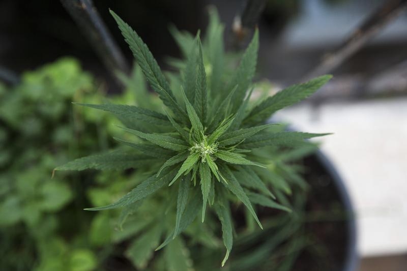 A home-grown marijuana plant