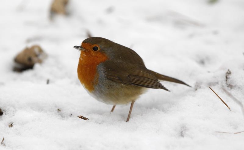 A Robin stands in the snow in Bramall Park in Manchester