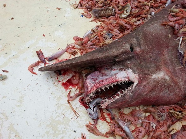 This creature was caught on April 19 off the coast of Key West, Florida. (Carl Moore—Courtesy of NOAA)
