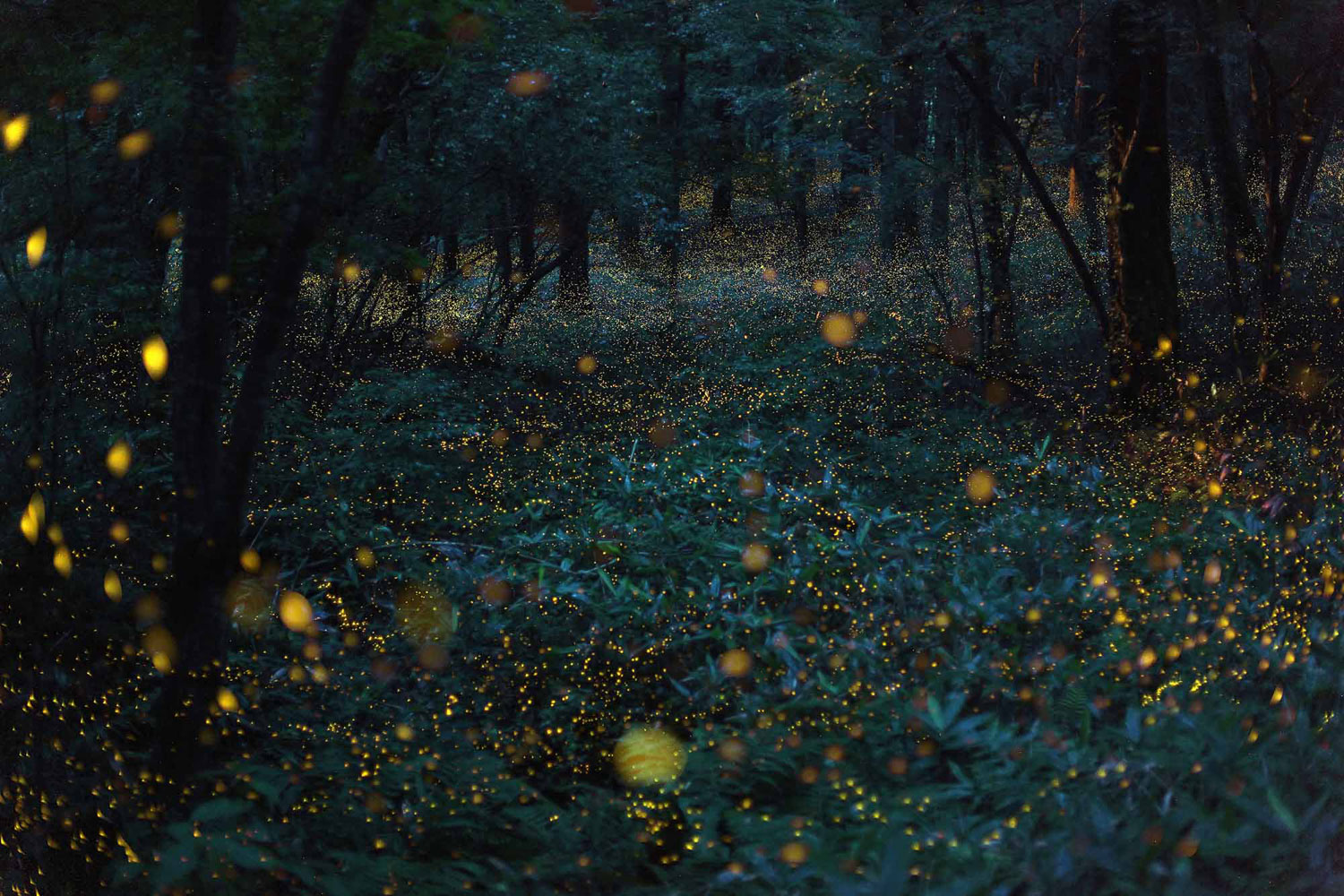 A flight of hime botaru fireflies (Hotaria parvula) or 'princess fireflies,' in the woods.