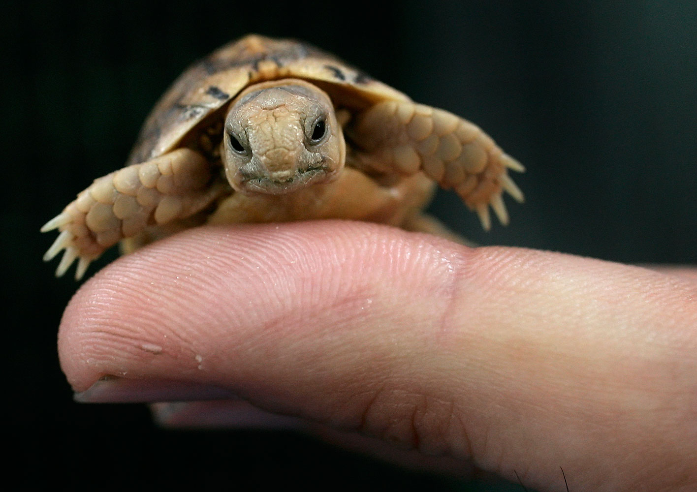 Worker from Rome's Biopark zoo holds a Testudo Kleinmanni hatchling in Rome